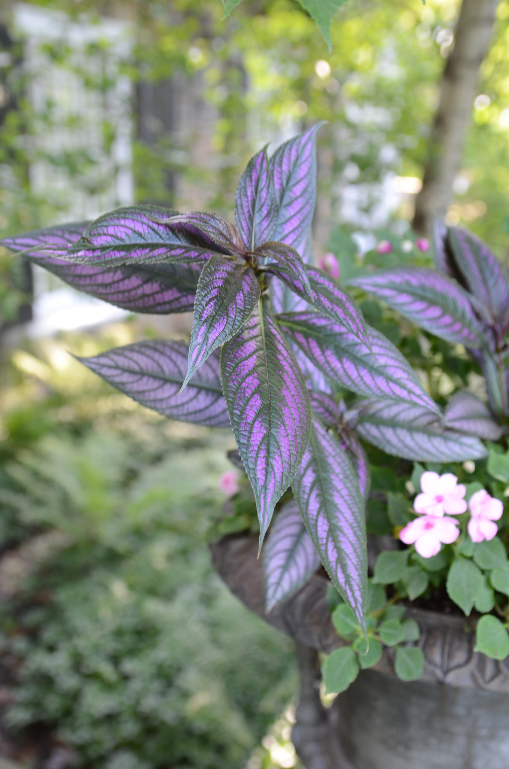 The Persian Shield (Strobilanthes) is a tropical plant that’s now widely used seasonally in many gardens. The foliage color and strong stems make it perfect for some cut flower arrangements. ANDREW MESSINGER