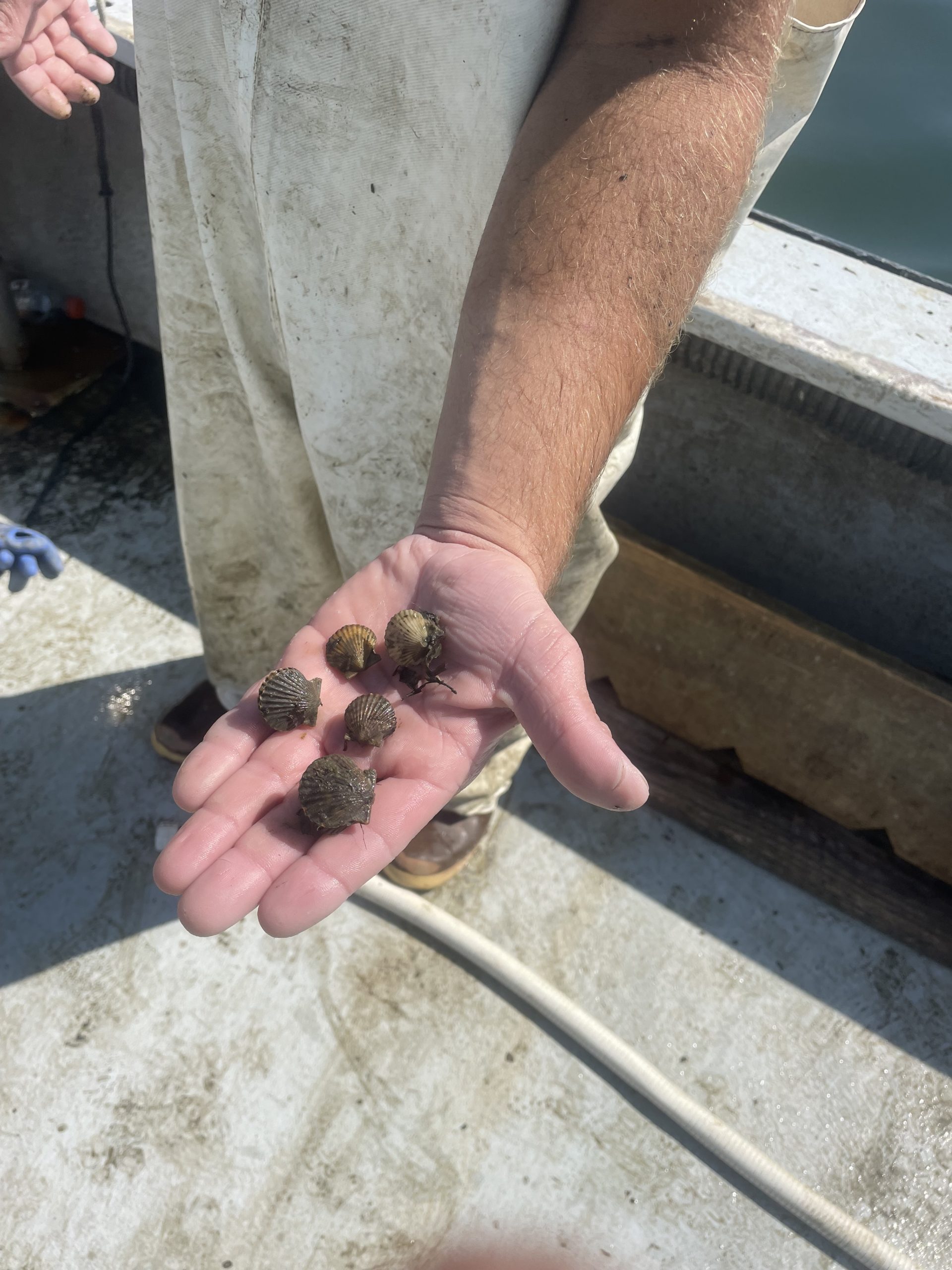 Bug bay scallops are abundant this summer but adults have suffered a widespread die-off for the third summer in a row.