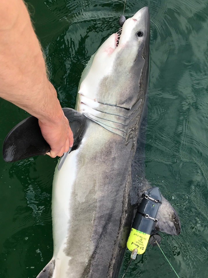 The first ever CATS tag deployed on a juvenile white shark.