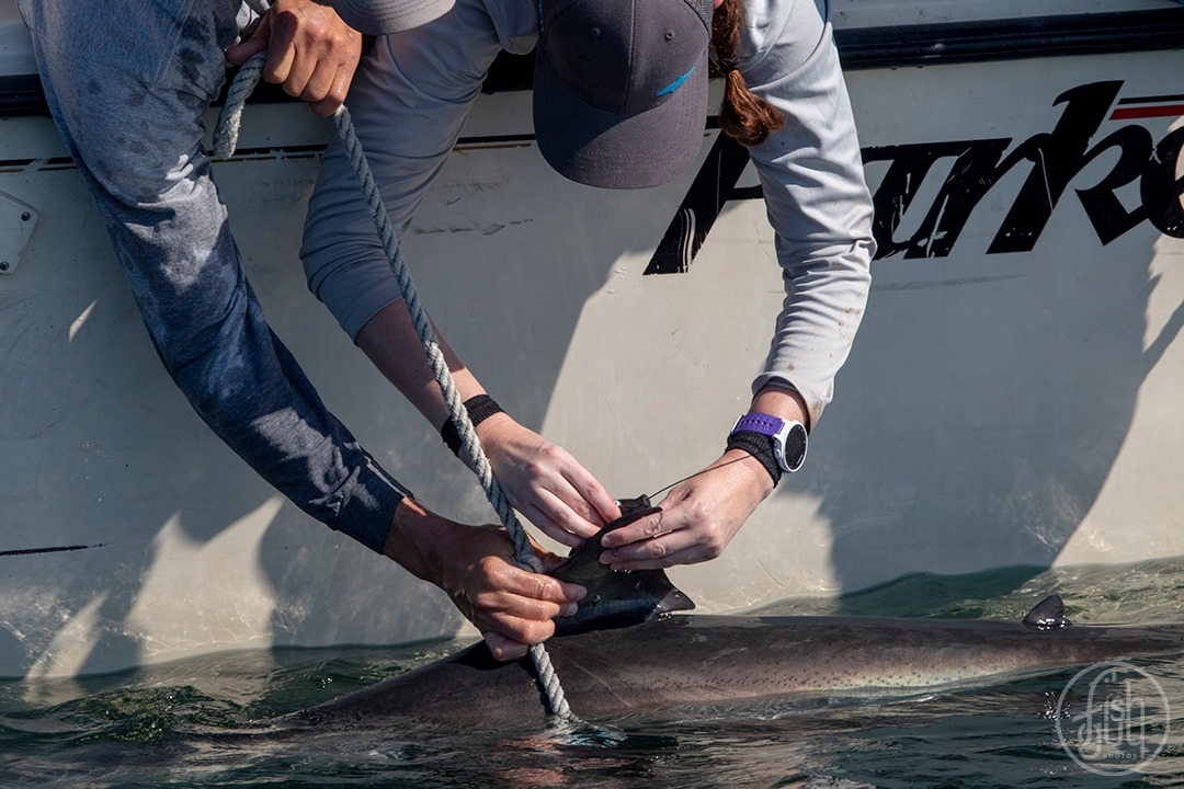 Researchers tagging a juvenile white shark.