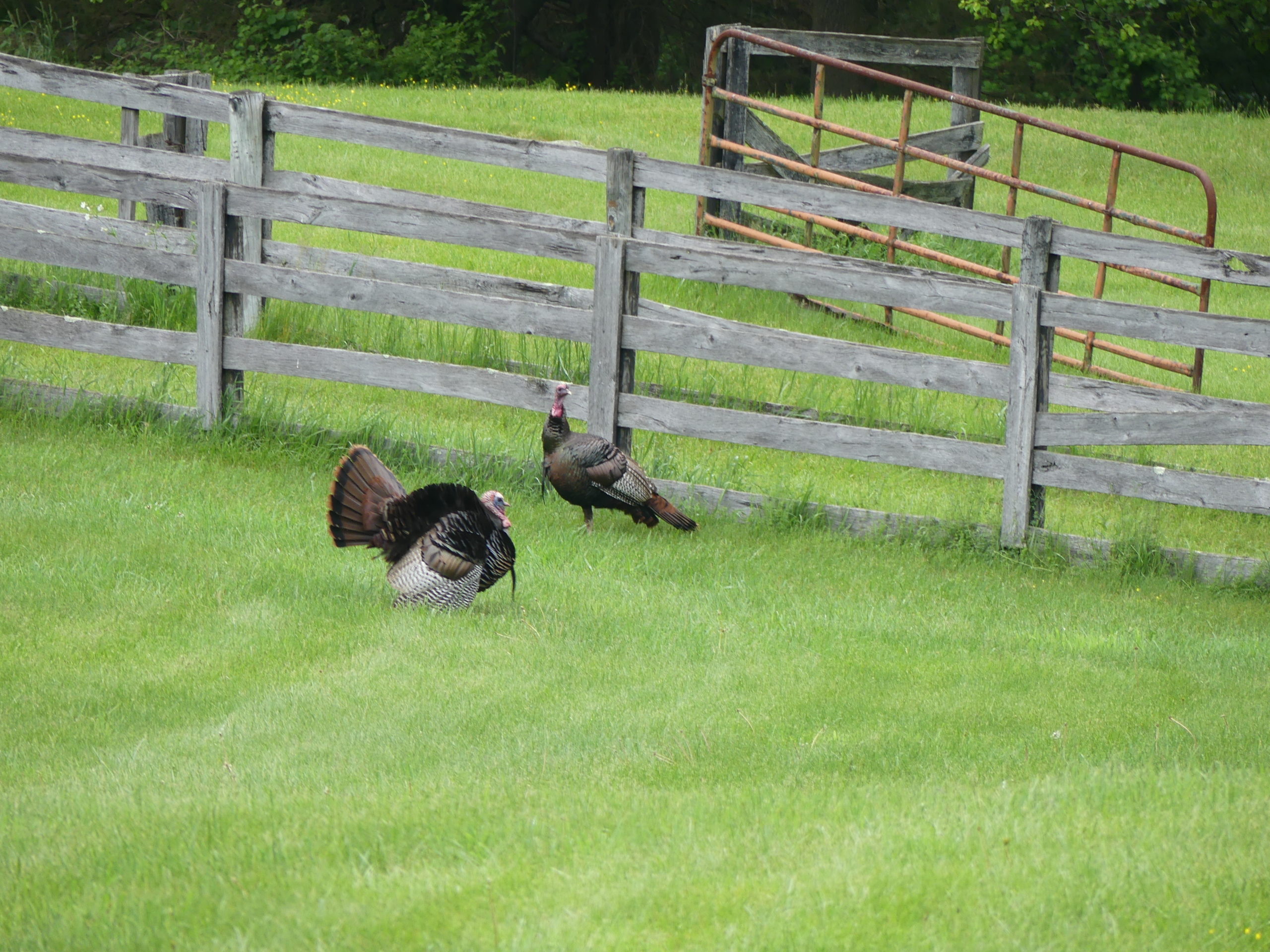 Tom and Teresa turkey strut their stuff while he woos her. Turkeys eat a variety of insects, grains and seeds but may also spread invasive plant seeds that aren’t digested.