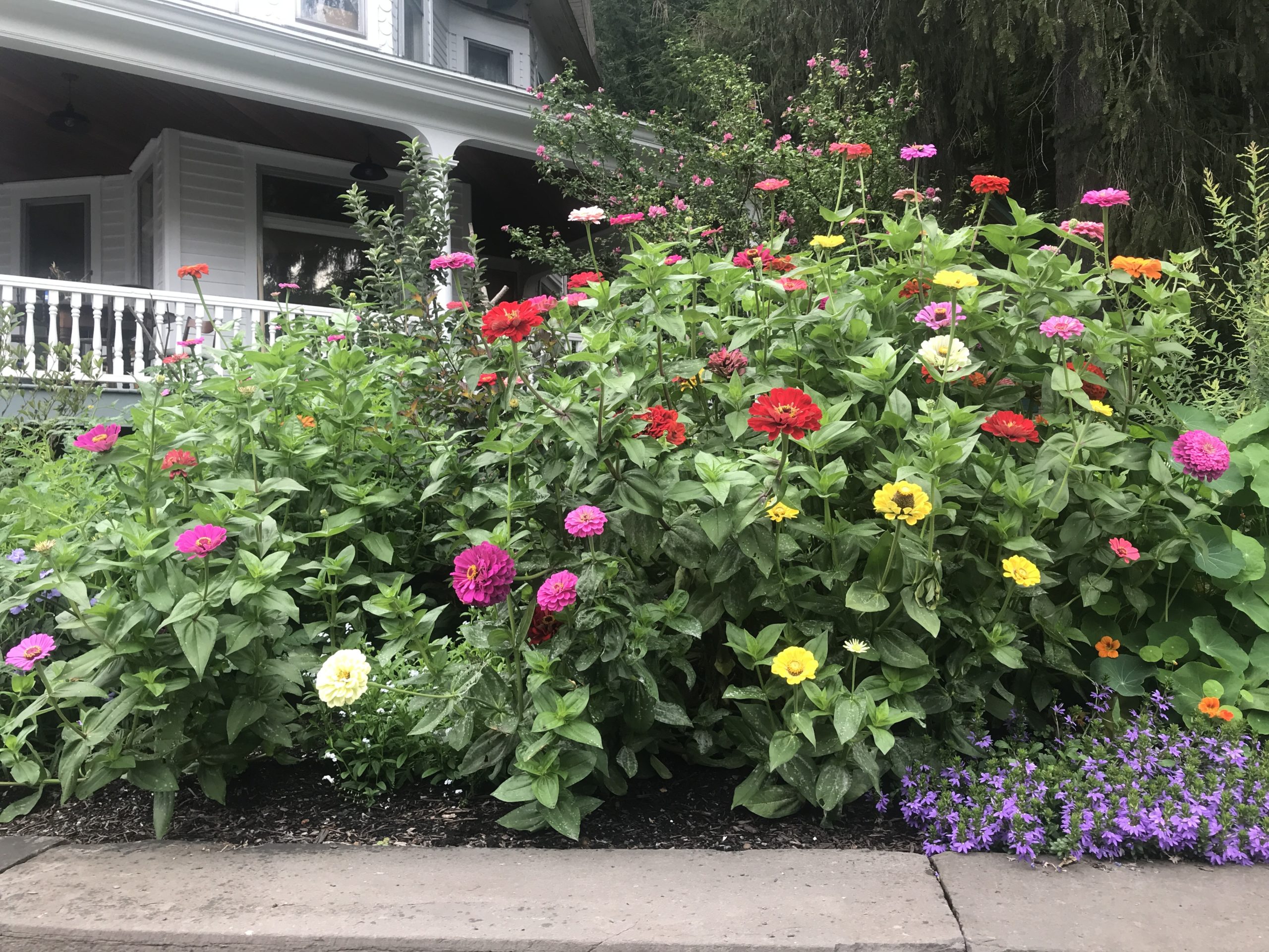 Zinnias are easily grown from seed, and the taller varieties make great cuts with strong stems.  Rows of mixed colors are easily grown in the cutting garden or in mass plantings like this display. A half-dozen stems cut every few days will never be missed.