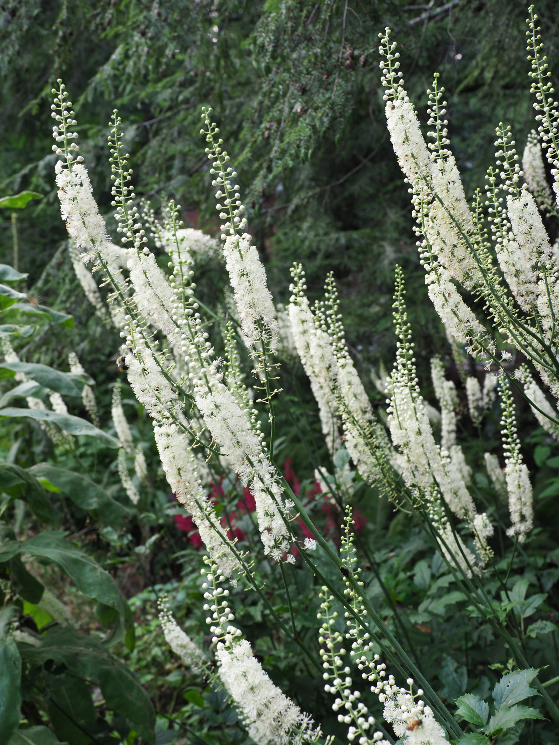 The native Actaea simplex, or bugbane, grows in shaded woods to about 6 feet tall. In spite of its common name, it attracts honeybees like a magnet in early summer.