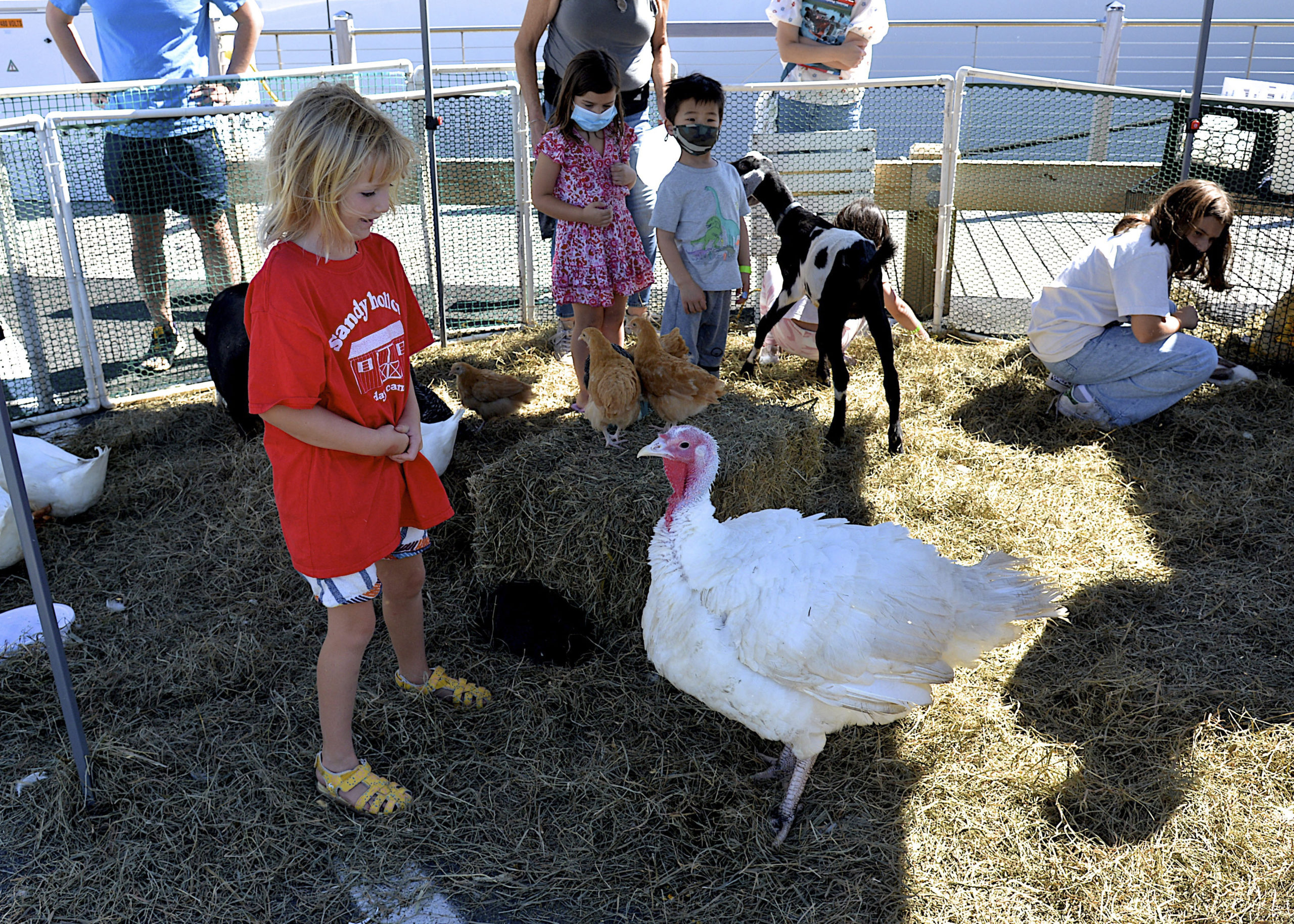 The petting zoo at HarborFest.  KYRIL BROMLEY