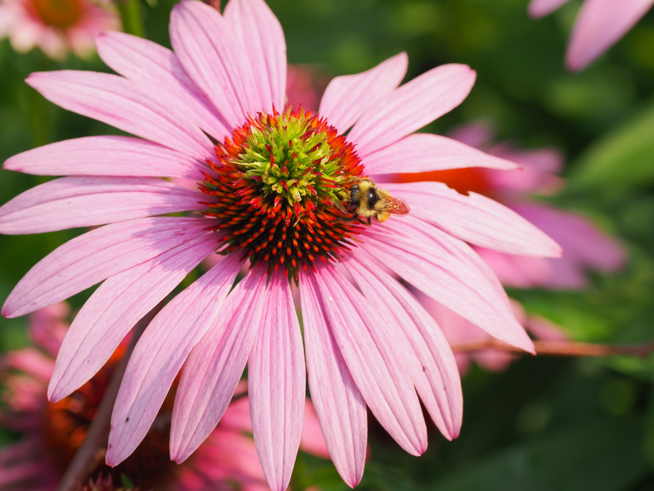 Echinacea purpurea is one of the true wildflowers in the family and attracts a number of pollinators including bees and butterflies.