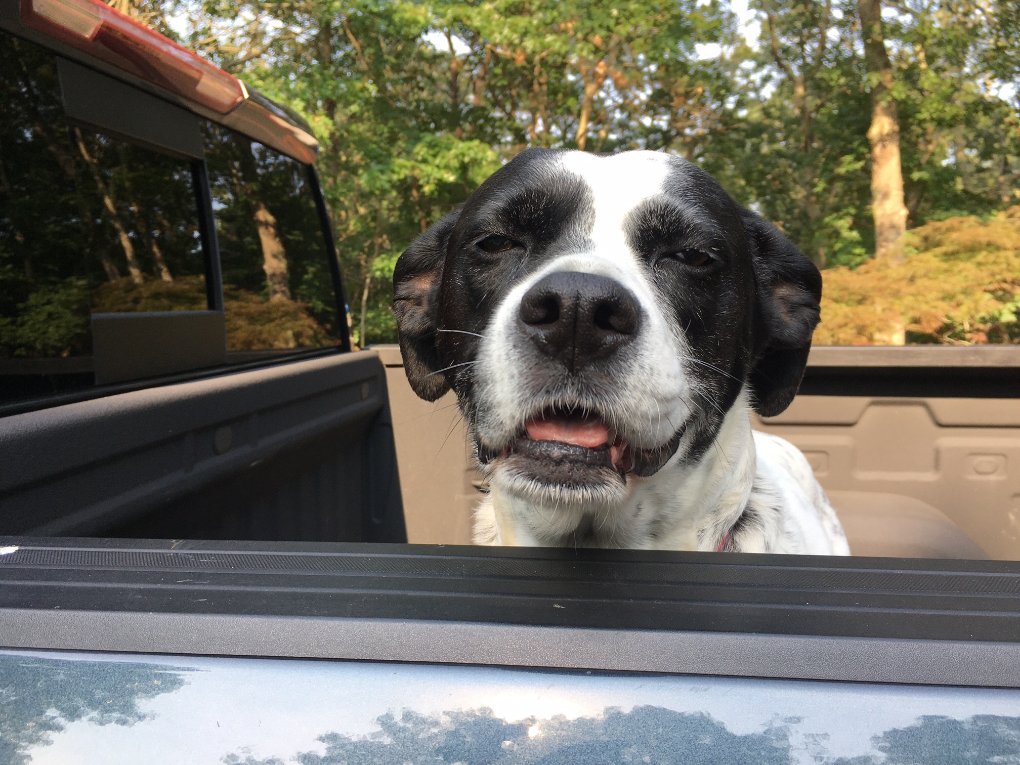 A new law would prohibit having a dog in the back of a pickup sans harness.