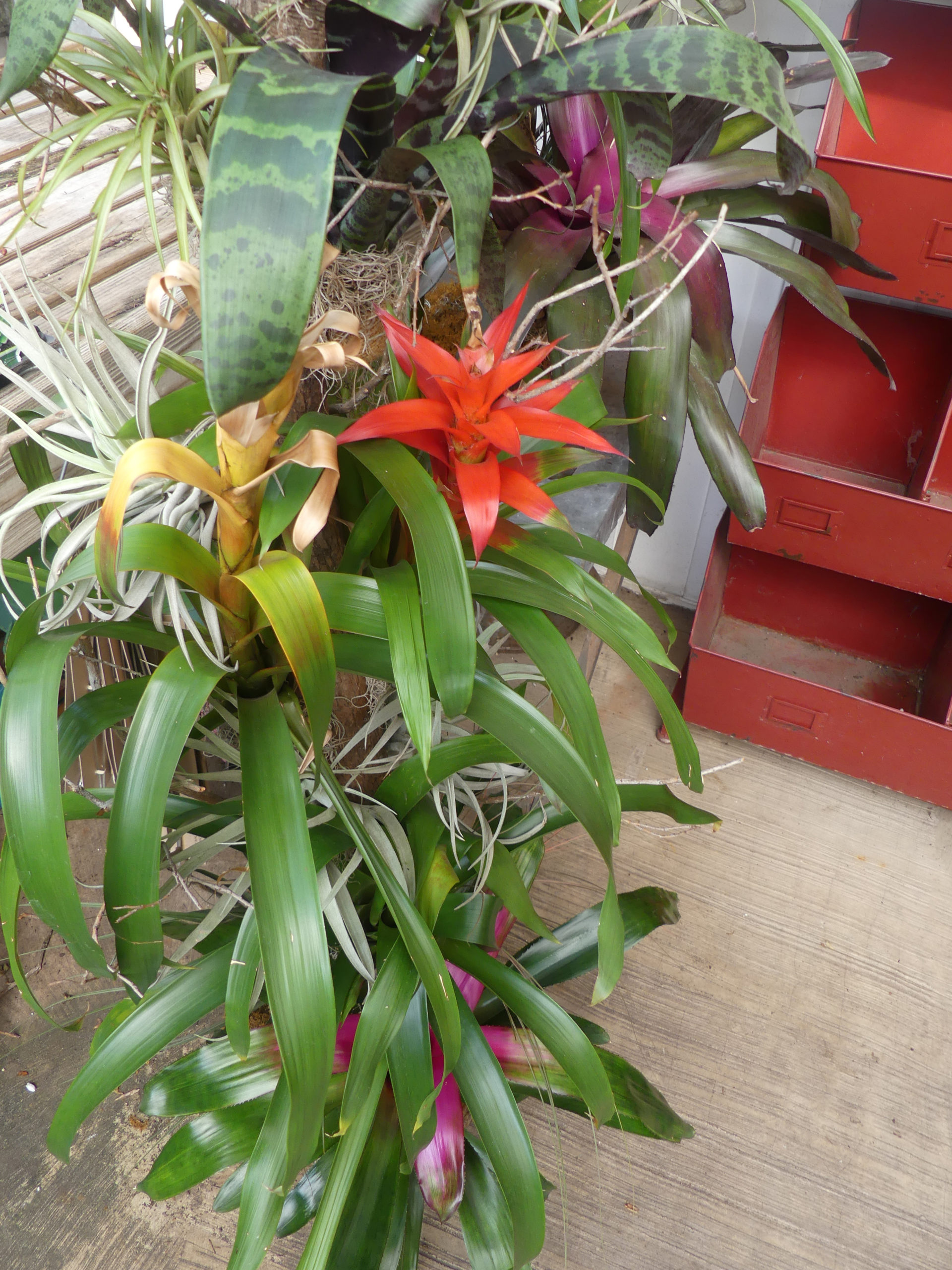 Bromeliads and “air plants” can have dramatic flowers and require little care other than moderately humid air and water in just the right spot. They look best when massed like these on a wooden totem or post. ANDREW MESSINGER