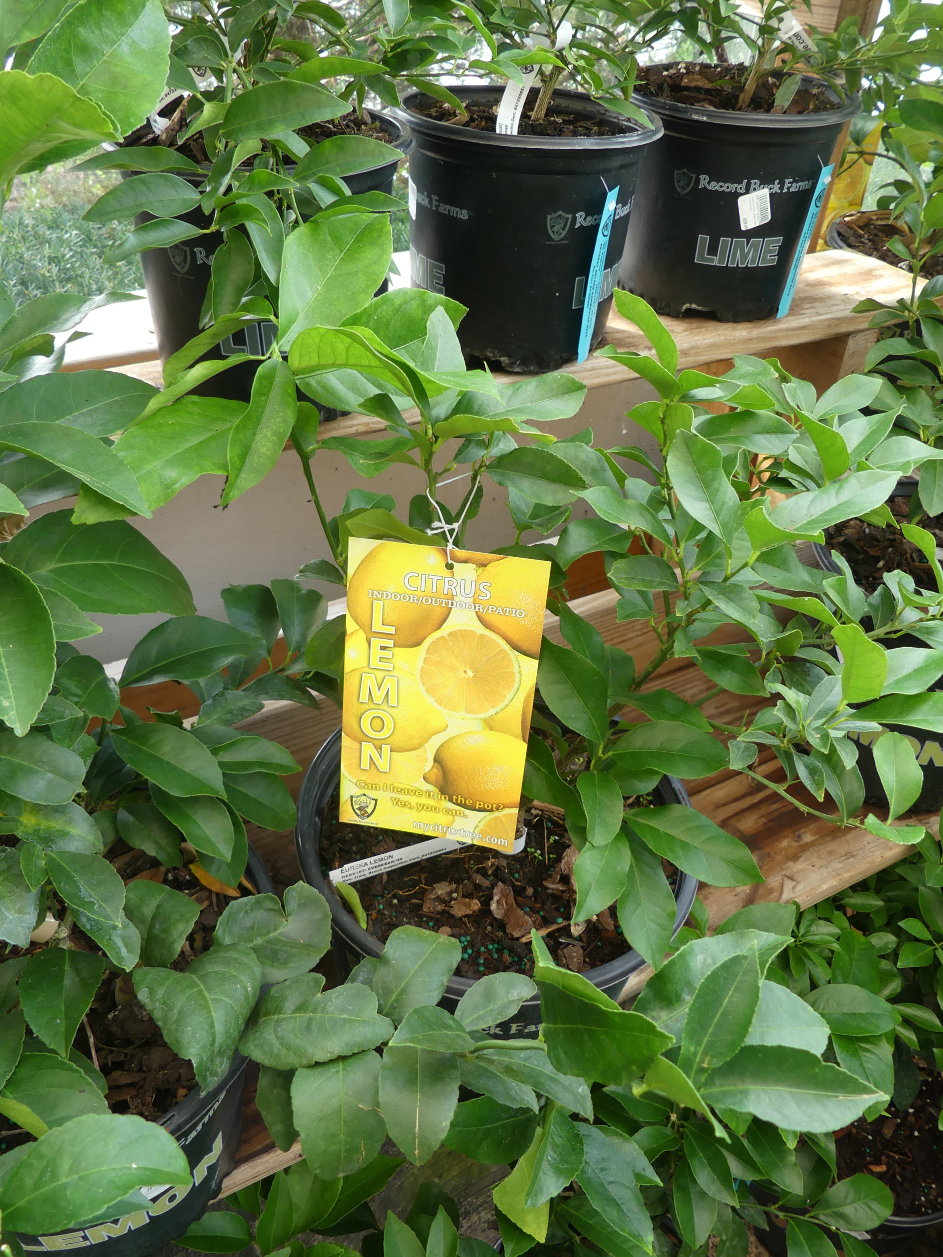 Lemons and limes are available as houseplants but in order to get them to flower and fruit you need a special day/night temperature drop of 10 degrees. Great for a sunroom, and most of these have edible fruits.