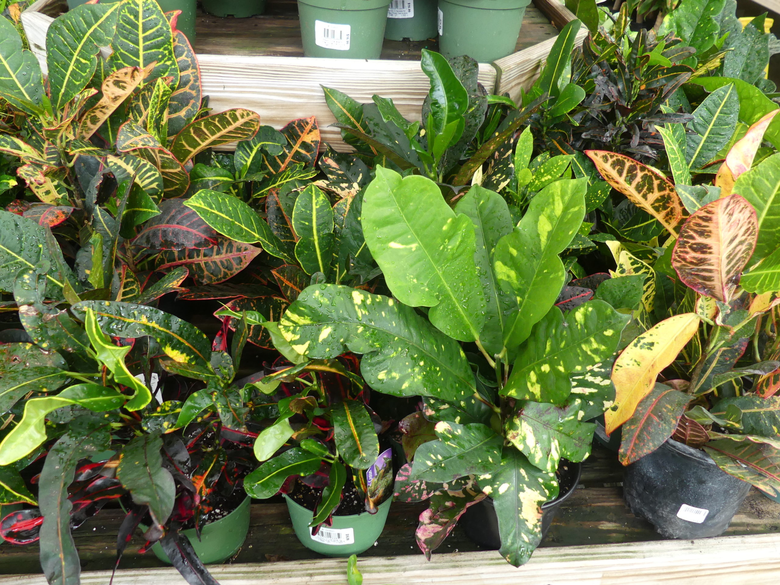 Crotons come in various foliage reiterations and color patterns. Very sensitive to cold temperatures they are plants that love being outdoors in the summer but need to come inside before Labor Day.  ANDREW MESSINGER