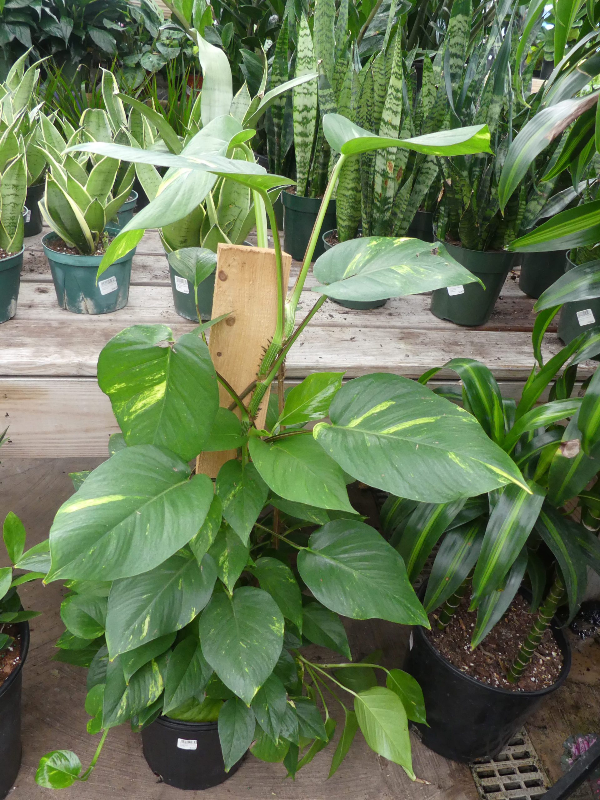 The golden pothos is a philodendron-like vine that grows in a basket or on a pole or bark post.  As houseplants the foliage rarely gets larger than 4 or 5 inches wide but in the wild the leaves can be several feet across. There is also a split-leaf variety. Good for low to medium light. ANDREW MESSINGER