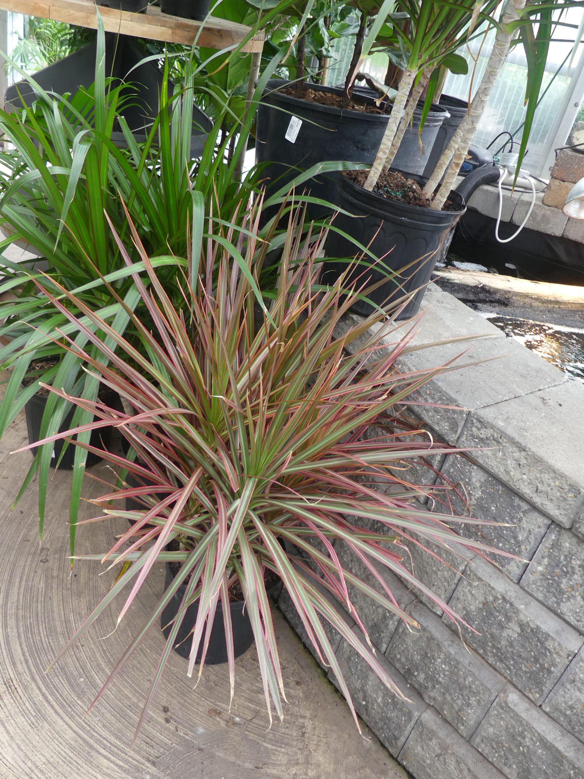 The Dracaenas are cane plants that are sold with one to five canes rooted in a pot. The “tricolor” variety is a slow grower and the leaf tips with brown with improper watering. The species or “marginata” behind it will grow much faster and will grow in lower light. Plan on repotting annually.