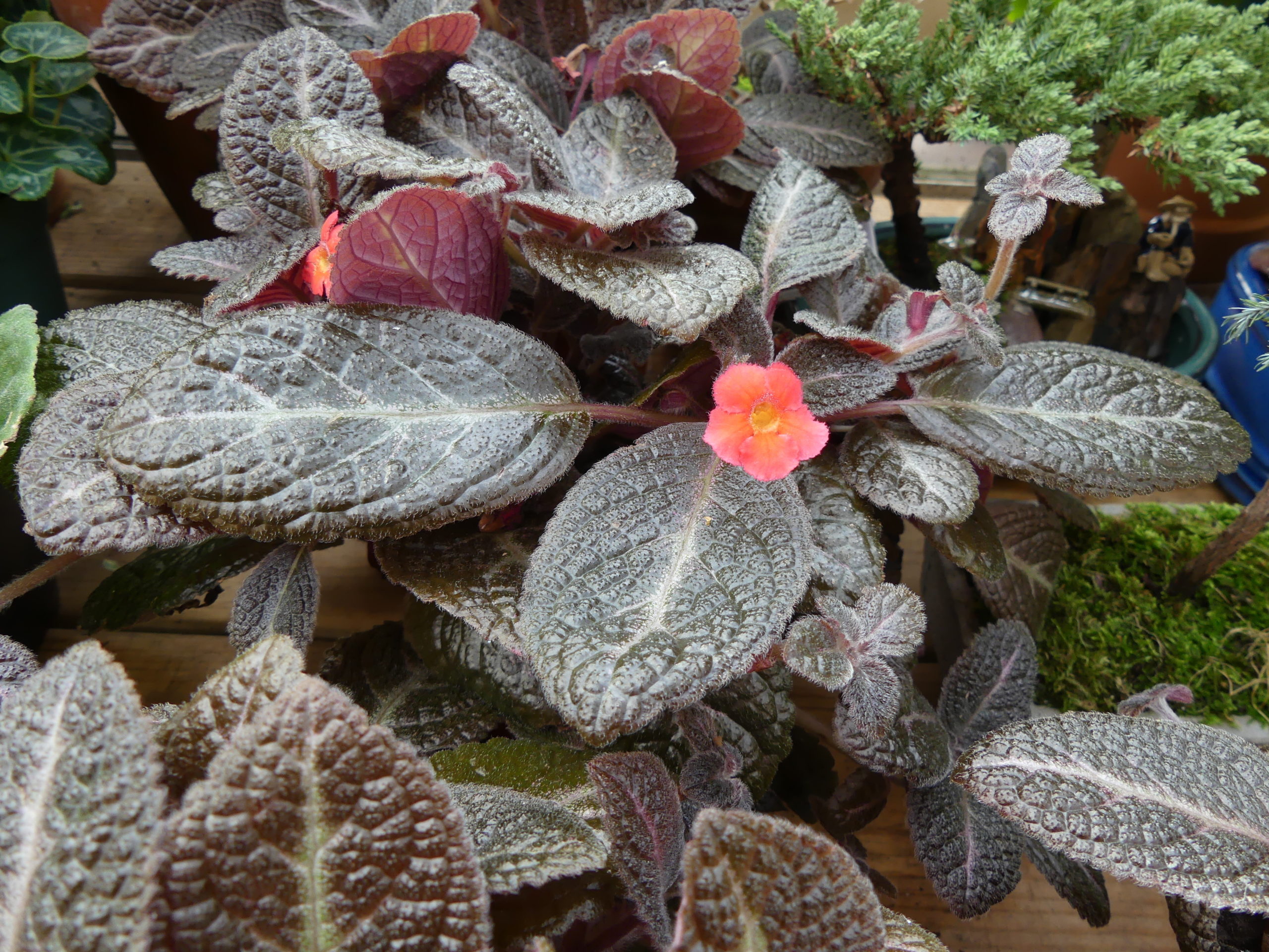 Episcias like this “Chocolate Soldier” are related to the African violet and are in the same family.  However, only accomplished indoor gardeners should try to grow Episcias as they can be as rewarding as challenging and do best in terrariums.