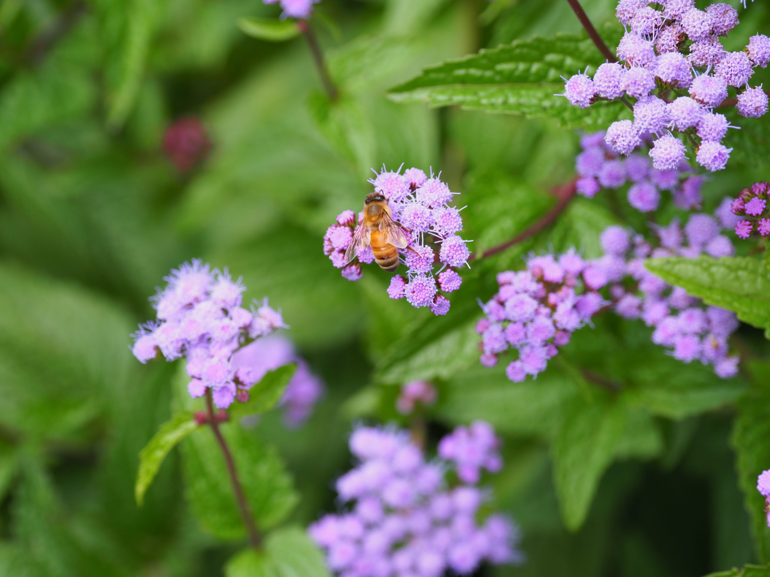 The perennial Ageratum, or blue mistflower, (Conoclinium coacoelestinum) attracts honeybees in late August and September.   ANDREW MESSINGER