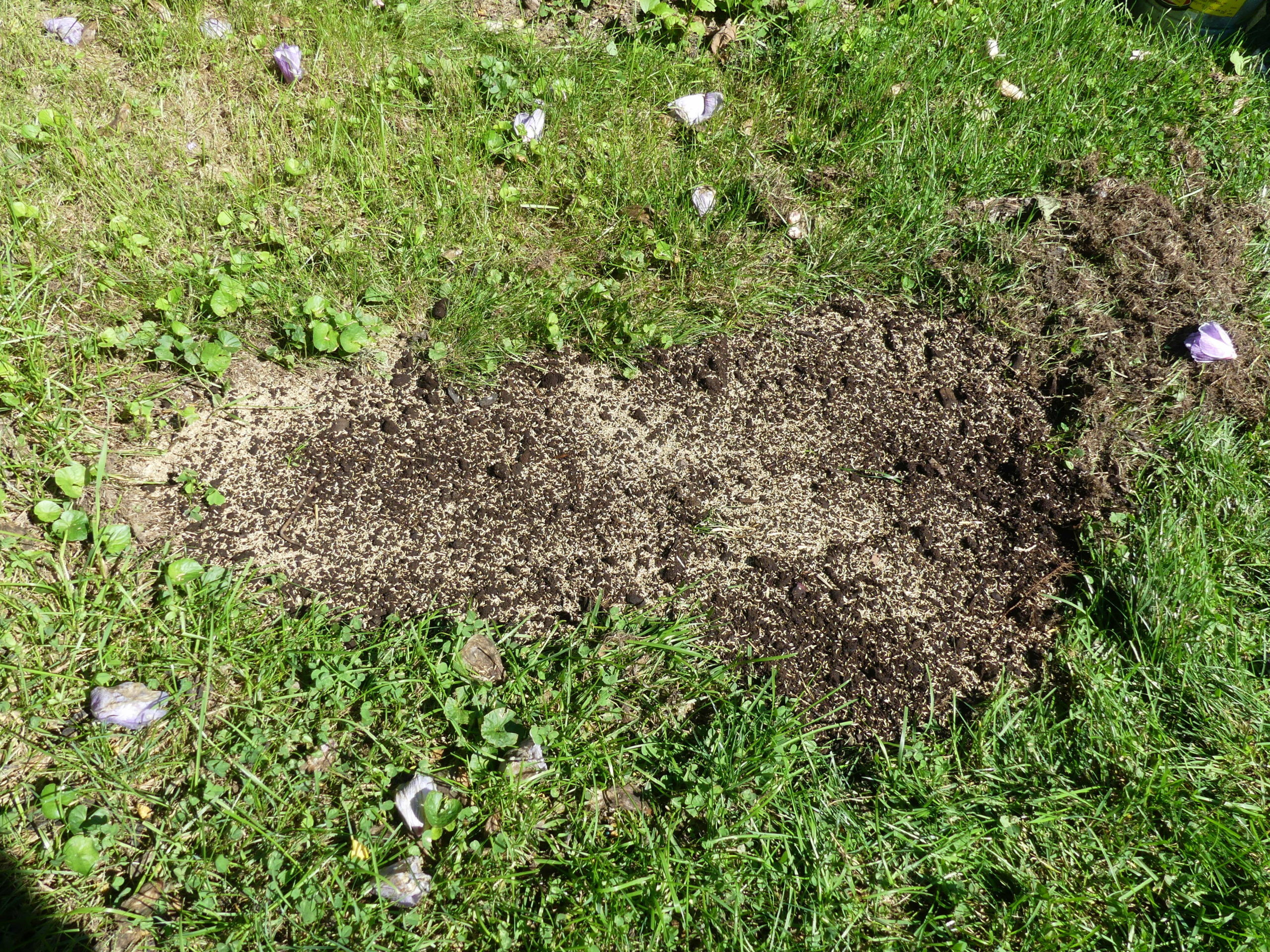 When the soil is level and smooth with no rocks, sticks or debris, it is overseeded by hand so there are about 10 seeds per square inch blending the seed at the edges.