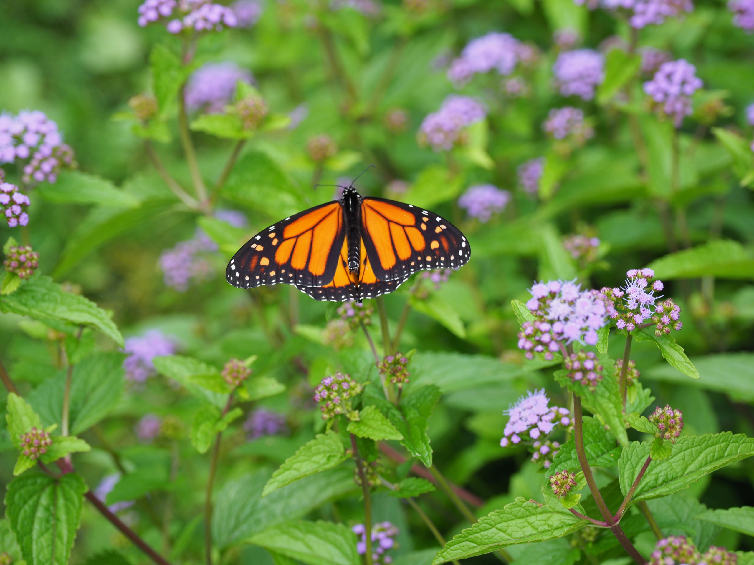 This monarch butterfly spent most of an afternoon in the flowers of the blue mistflower.