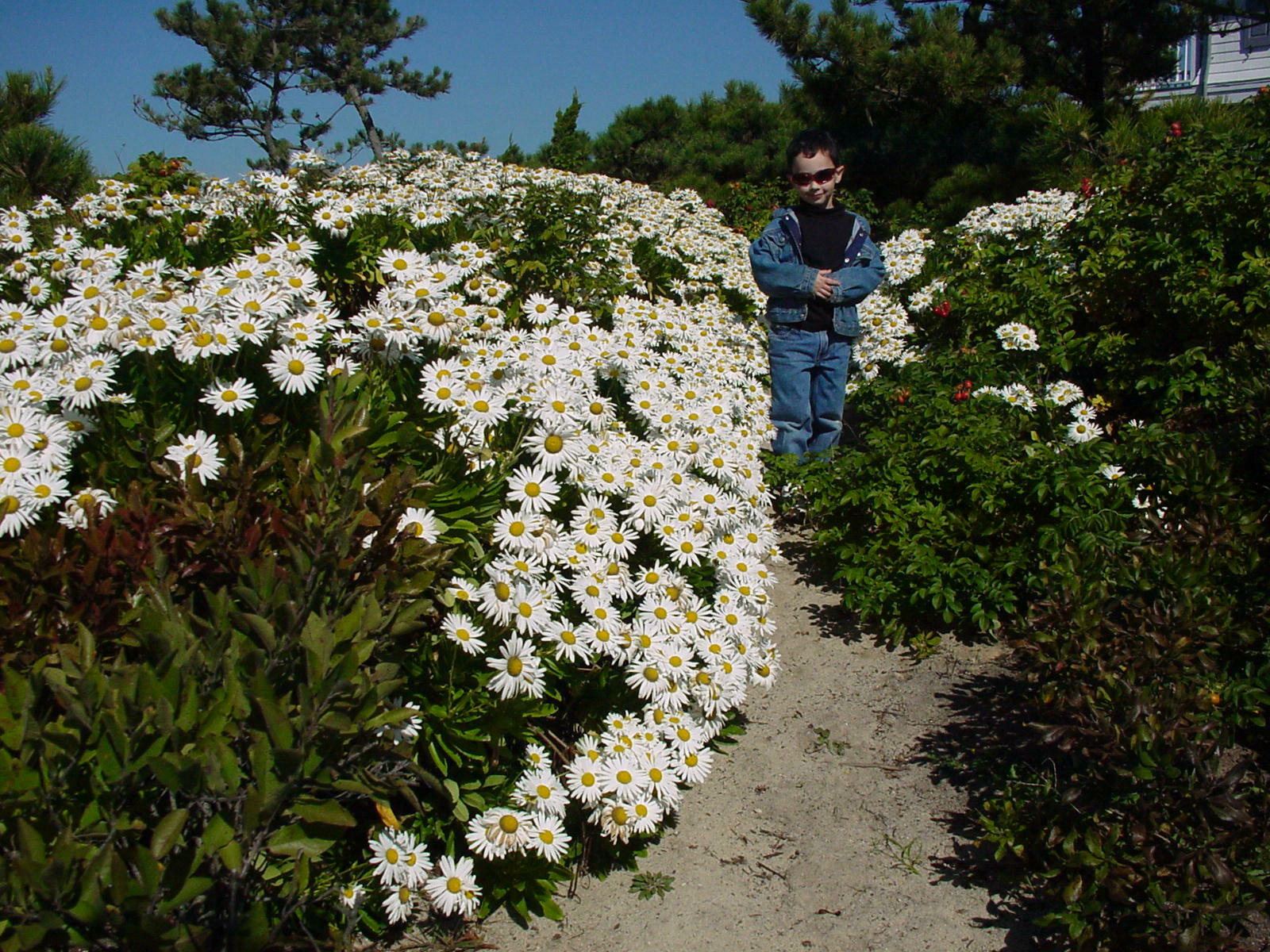 A 4-year-old Hampton Gardener Jr. (now 25) walks down a dune path of Montauk daisies. Note the bright red rose hips from the Rosa rugosa to his right. ANDREW MESSINGER
