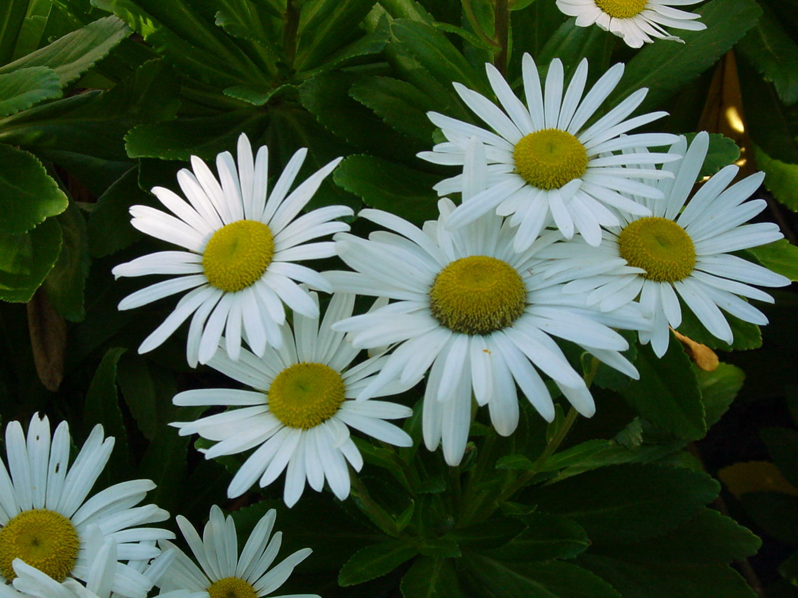 Blooming now in a garden near you, the famous Montauk daisy, native to Japan but naturalized along the sandy shores of the East End. Disease and insect free, a great pollinator and a late feeding spot for honeybees and monarch butterflies. Sorry, only available in white.