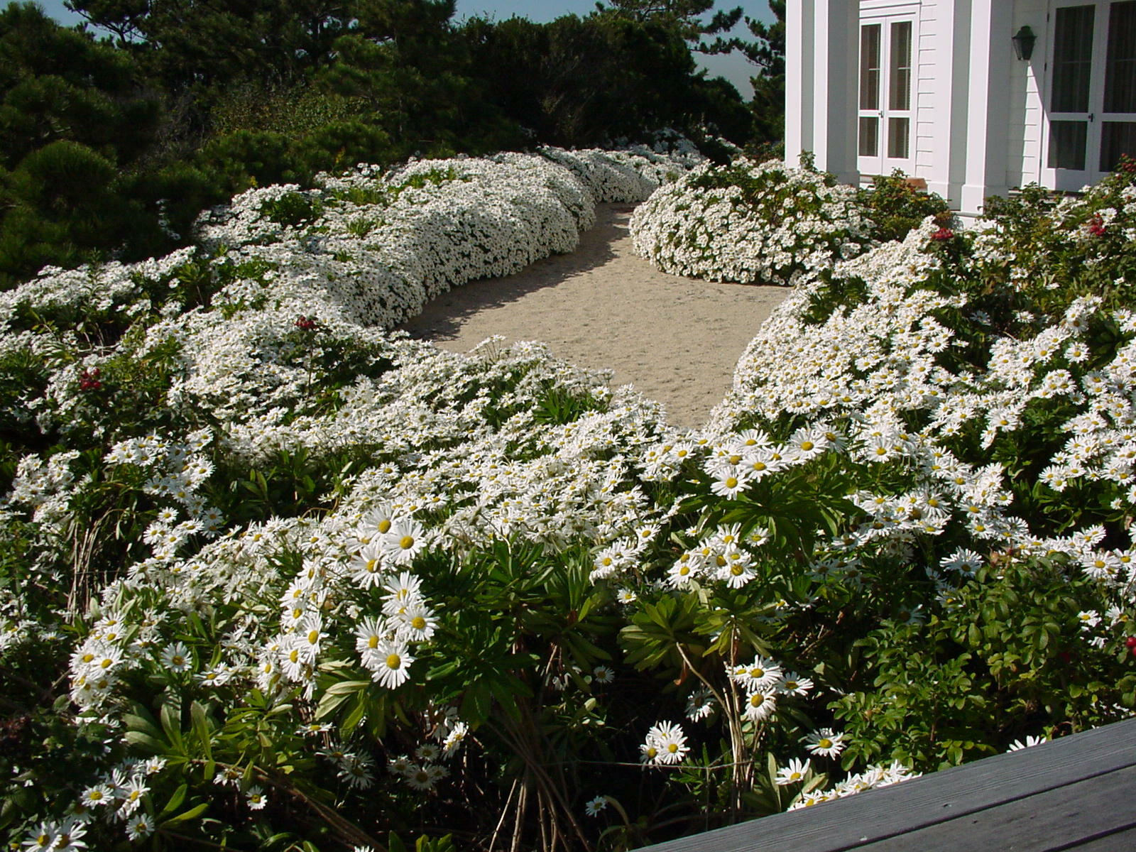 A mass planting of Montauk daisies on the ocean-facing side of a Southampton home.  Notice the plants are growing in pure beach sand and the plants are tight and not falling over in this mid-October shot.