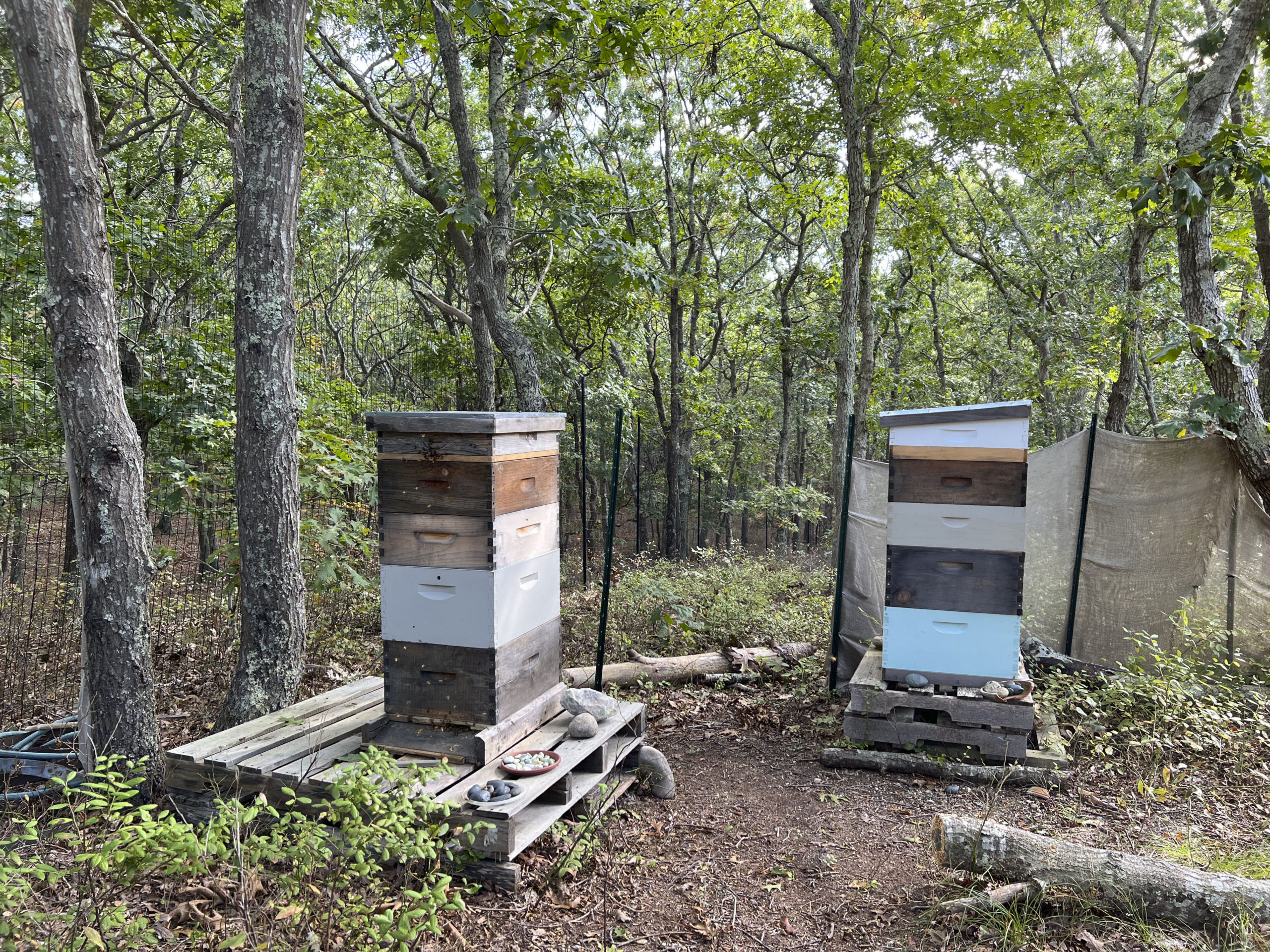 The be hives in Susan Felsher's garden.  DANA SHAW