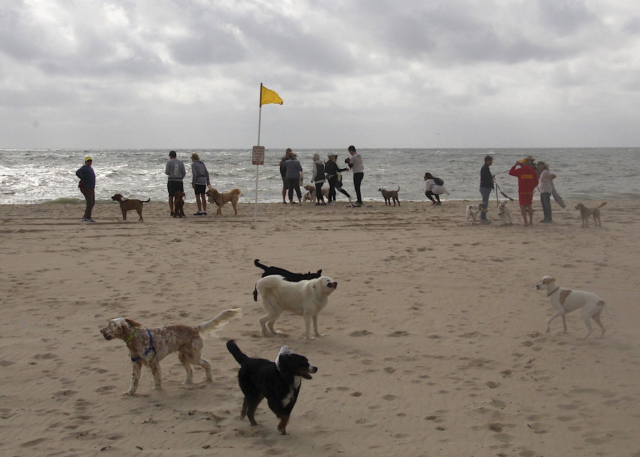 The Animal Rescue Fund of the Hamptons hosted it's annual 