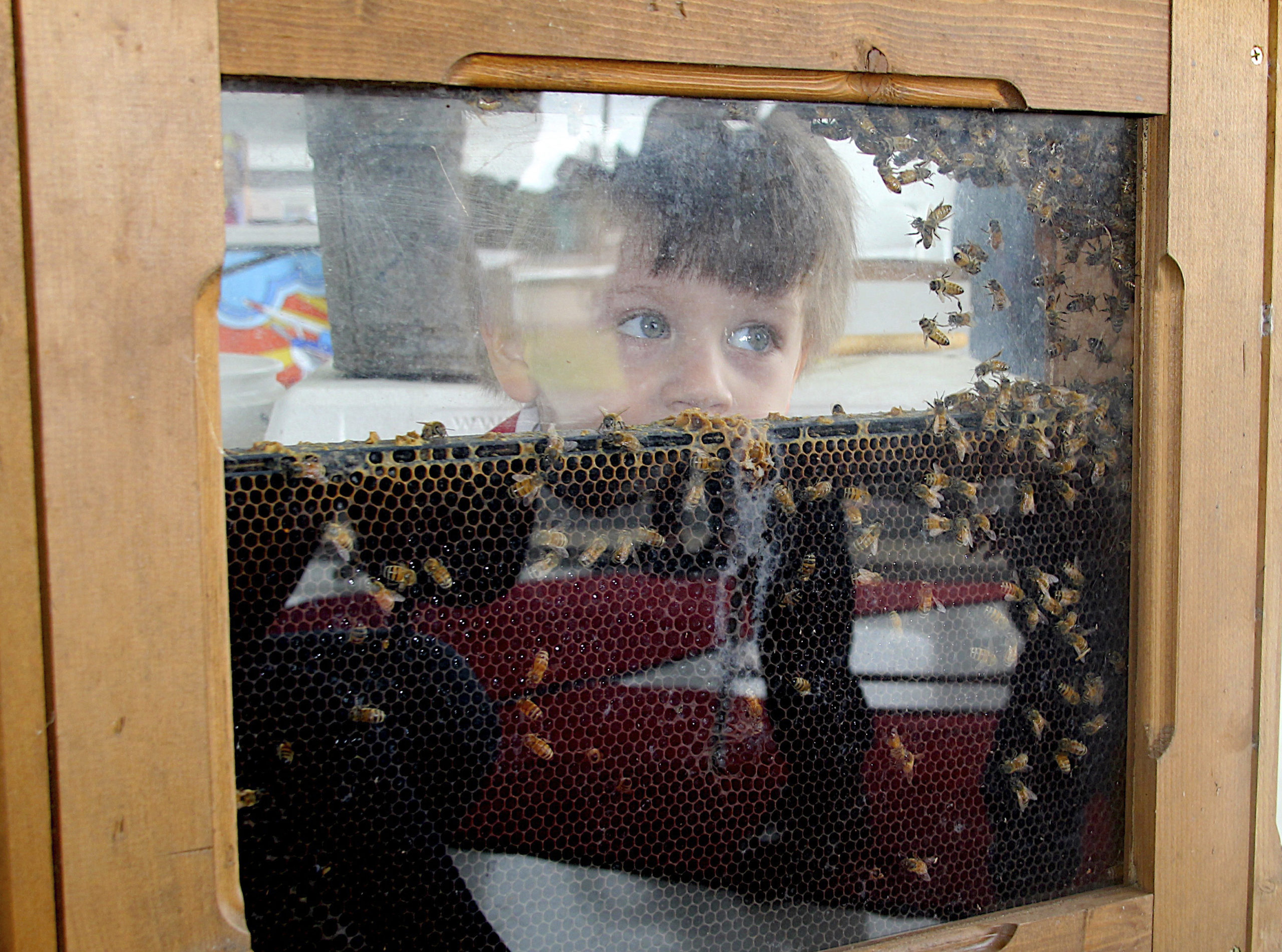Camden Lipp watches honey bees in action at the Honey Harvest Fest hosted by Sound Aircraft Services at the East Hampton Airport.  KYRIL BROMLEY