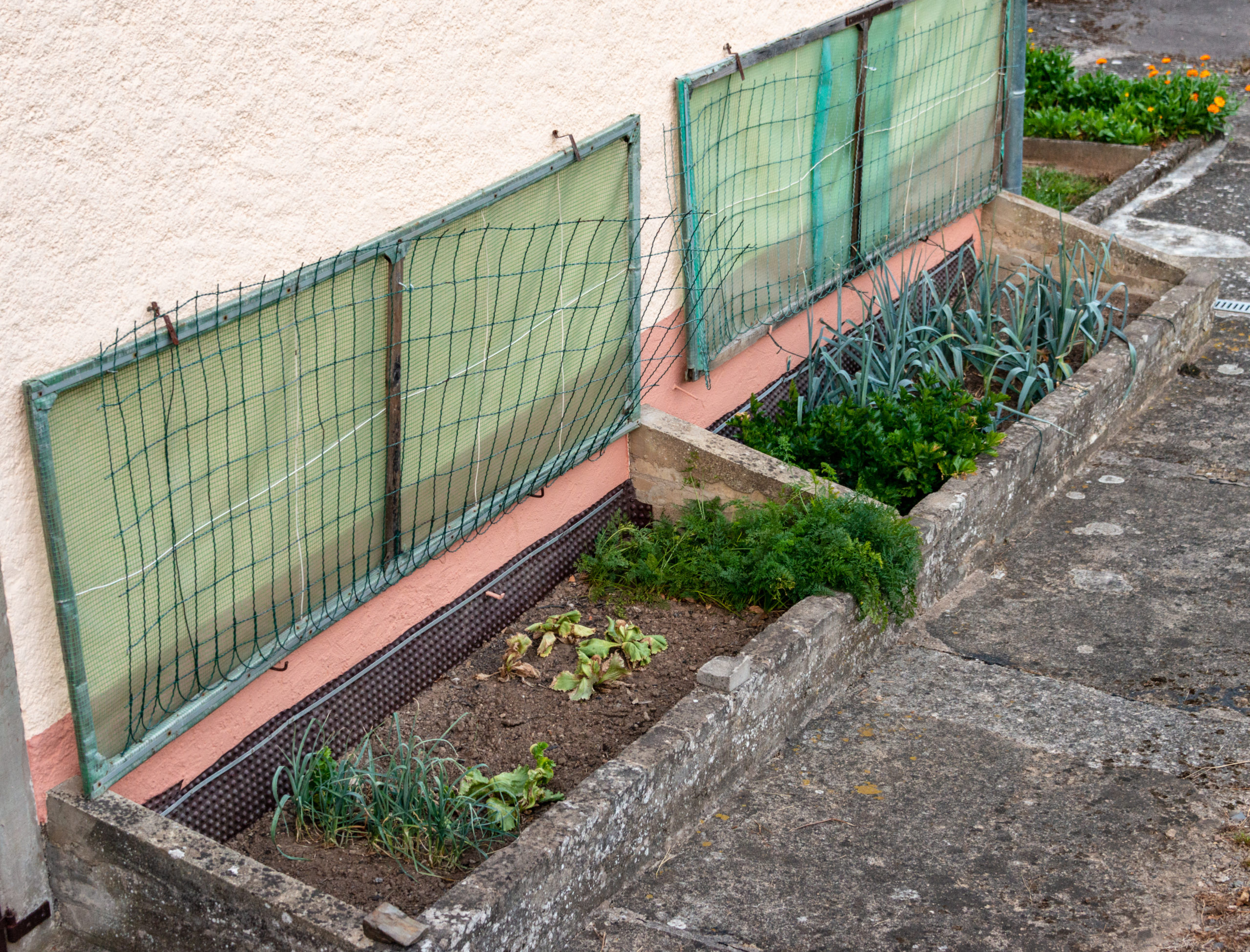 Cold frames can be made of materials that are easily available.  This one is built against a structural south wall with the side and front walls being made of cemented Belgian block. The glazing is made from a plastic covered mesh with wire added for additional winter support against snow loads.  JWH AT WIKIPEDIA LUXEMBOURG, CC BY-SA 3.0 LU, https://commons.wikimedia.org/w/index.php?curid=72325630