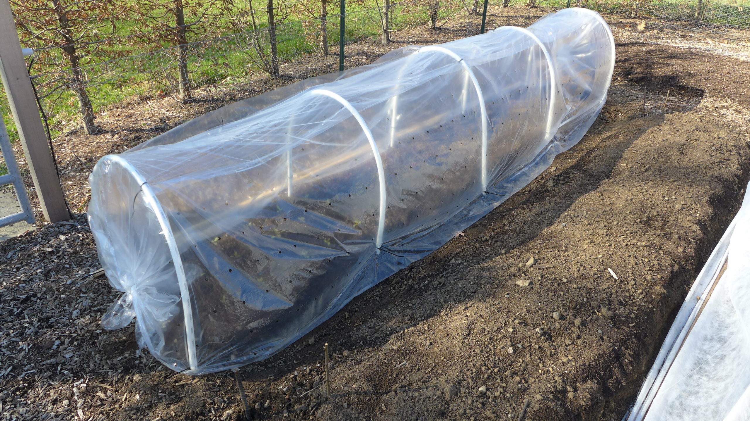 The latest variation on “colders” are low tunnels like this.  Clear poly is used as a cover and is supported by semi-rigid plastic pipes. This type of frame can get very warm in late winter and early spring and on those sunny days the two ends are opened to allow for ventilation. ANDREW MESSINGER