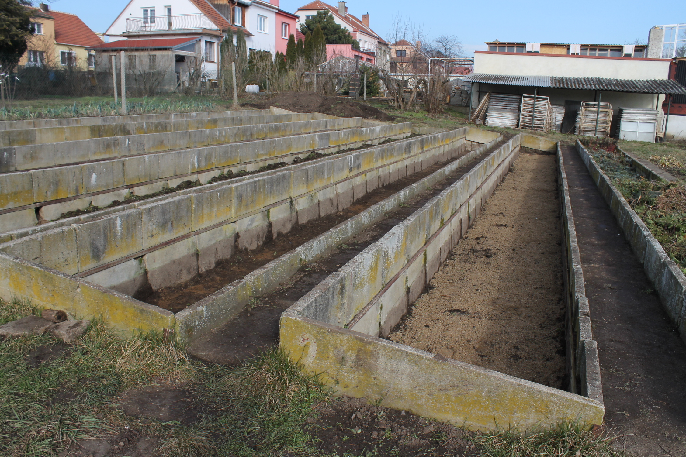 You can still find old commercial cold frames in Patchogue and in Westchester. Note how these 4-inch-thick concrete block frames are angled to take advantage of the winter sun. The sashes are stored and staked in the background shed. These may have been used for pansy production, forcing spring bulbs in midwinter or overwintering perennials.  With the north ends (back) bermed and the south ends below grade, there is a certain about of natural insulation.