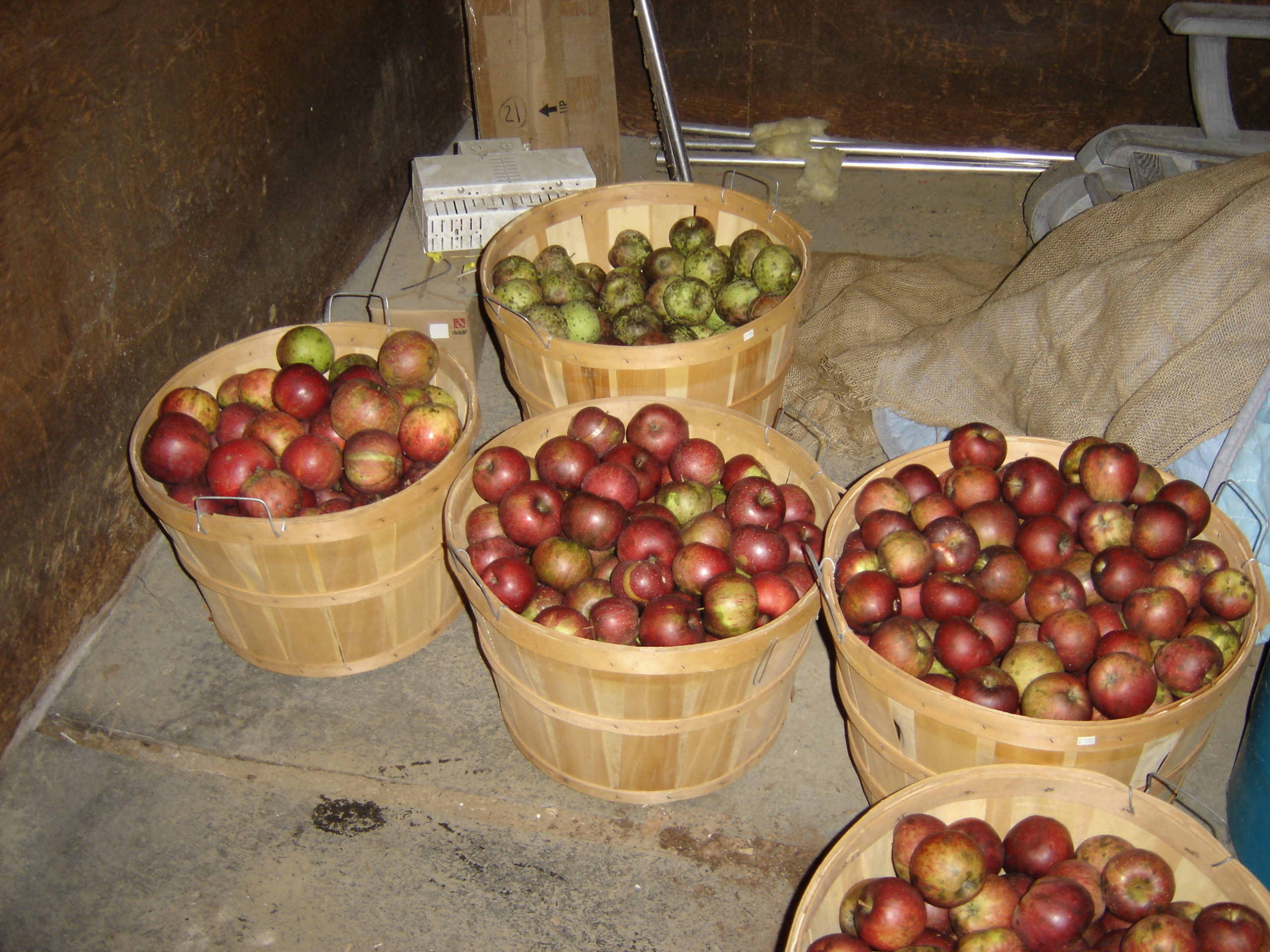 Once collected the apples are “sweated” to bring out the flavor and soften the skins. Just before going into the grinder they are well washed.  ANDREW MESSINGER
