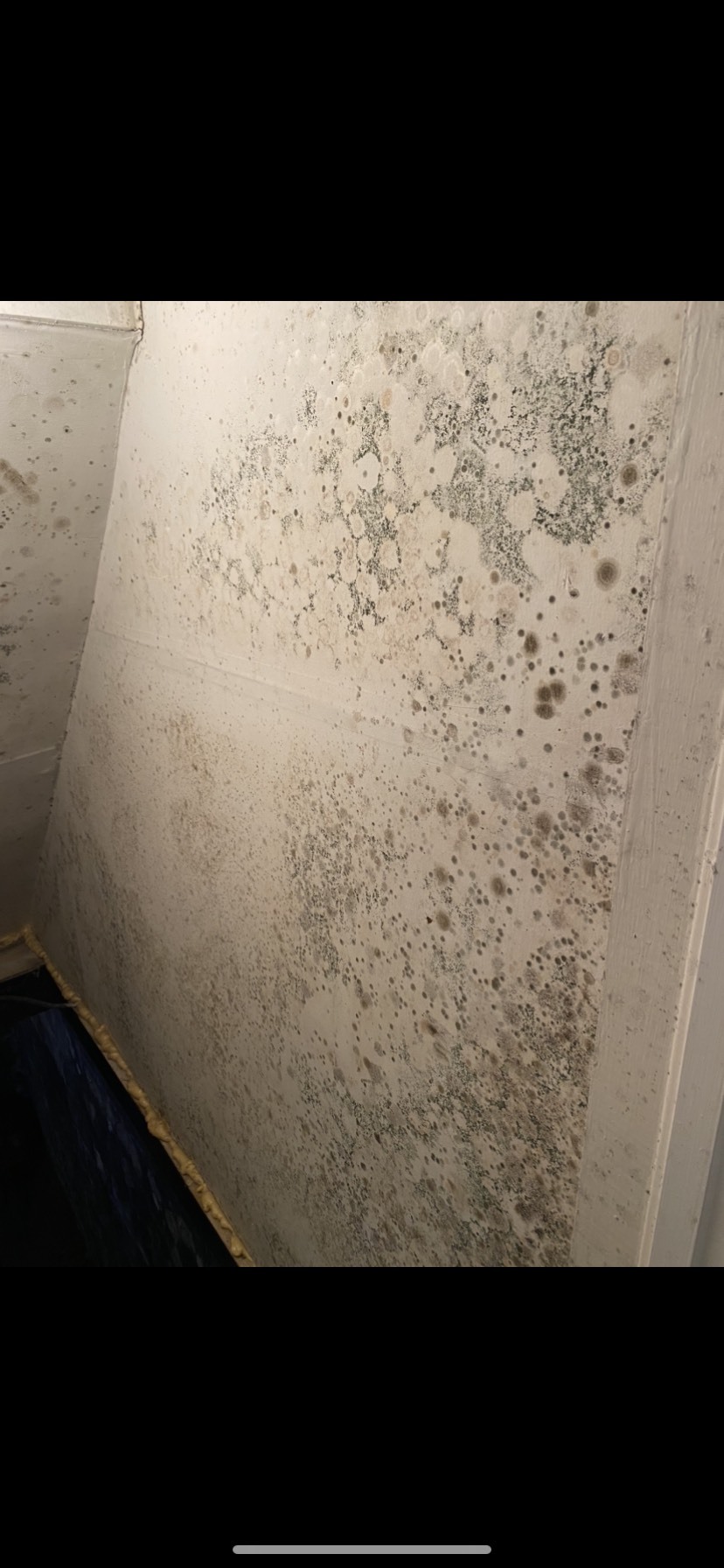 Mold that covers more than a small area typically needs to be dealt with by a professional.