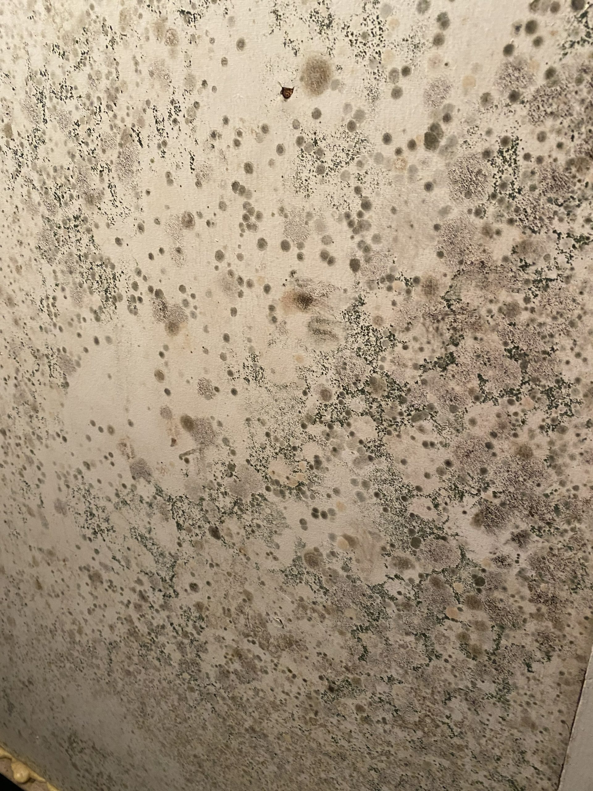 Mold can feed off anything that was once living, including drywall and even wood framing.