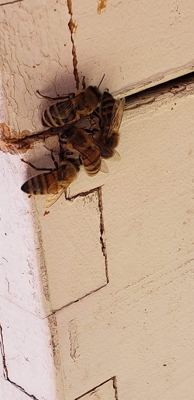 Robber bees trying to get into the hive through a crack between the boxes. COURTESY STACY SORENSEN HAIGHT