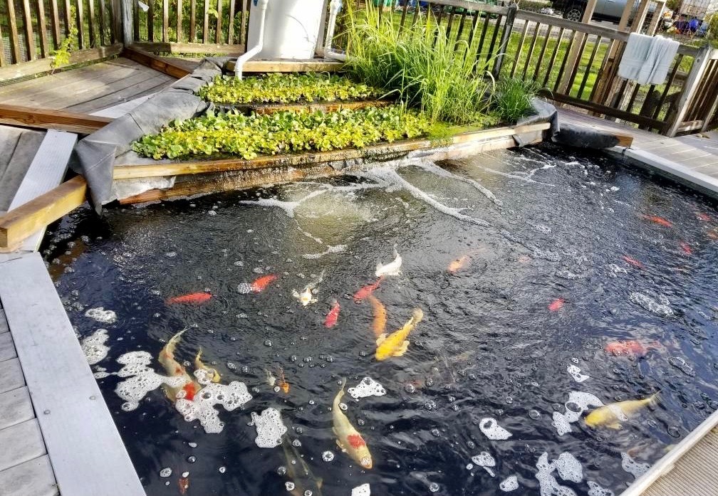 Soullas Sofar got creative by using Koi fish to fertilize the garden and filter water. Fish as fertilizer is an ancient no-nonsense practice.