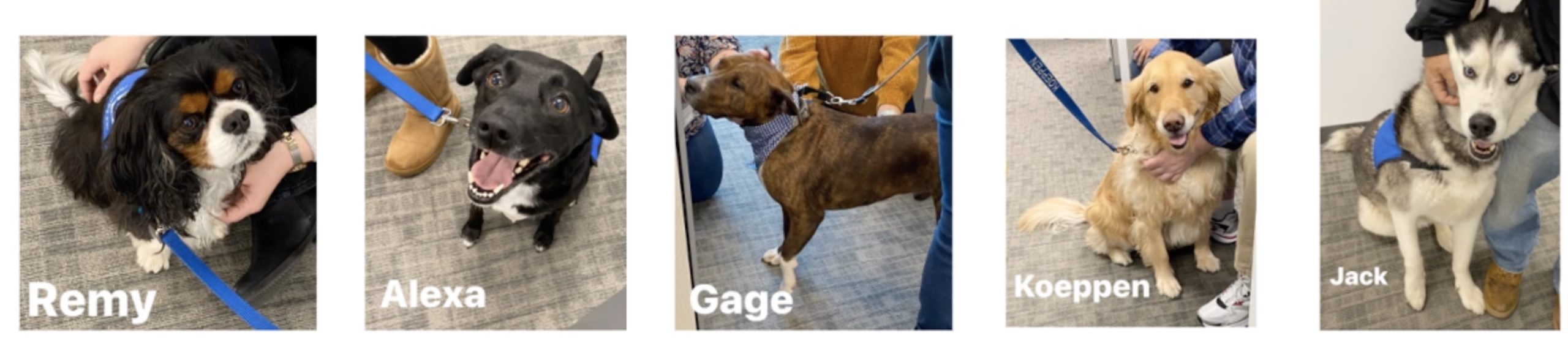 Remy, Alexa, Gage, Koeppen and Jack are dogs that are part of Love on a Leash's Long Island chapter.