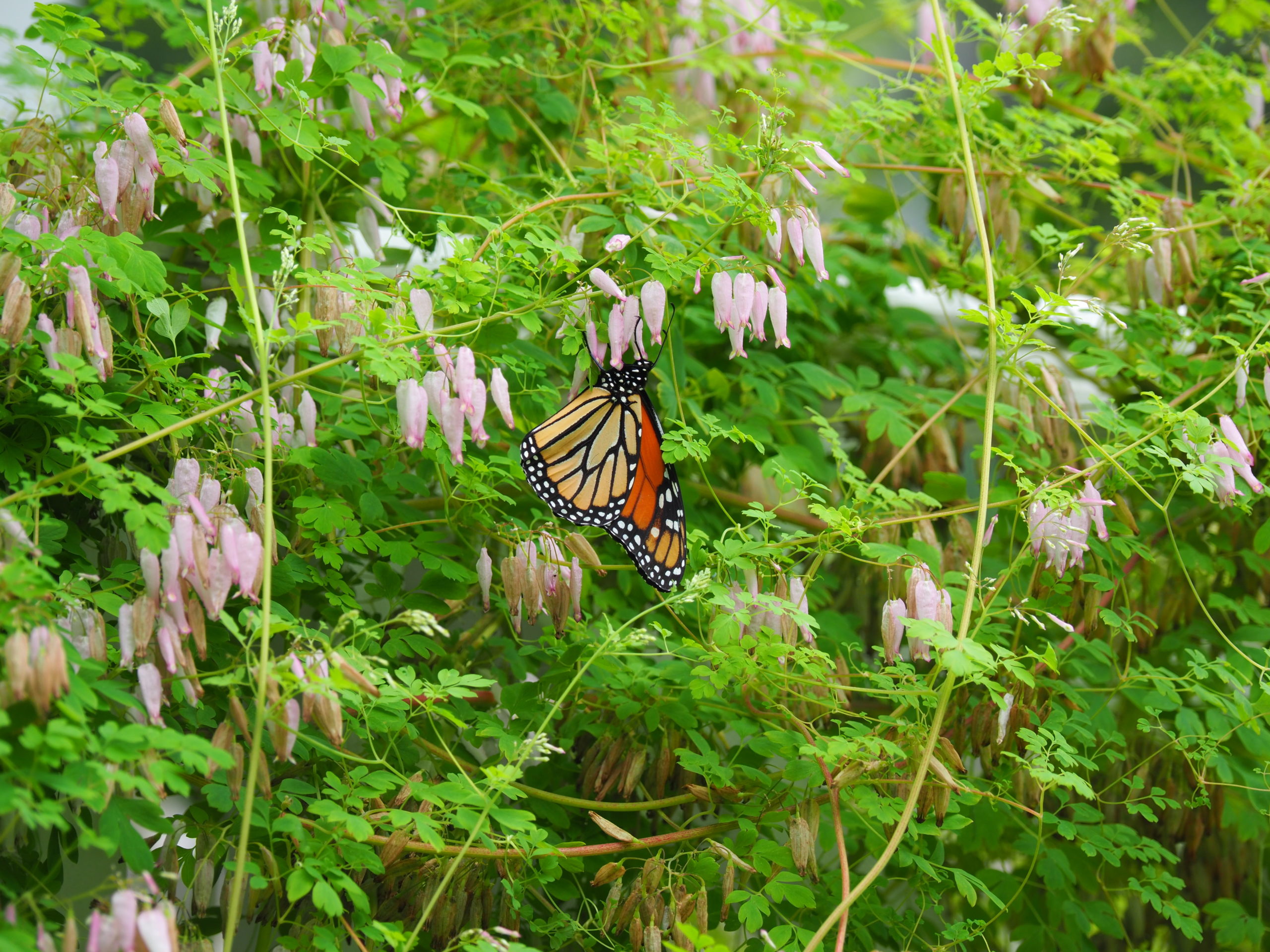 Late in the summer the monarch butterflies visited Adlumia regularly for snacking.