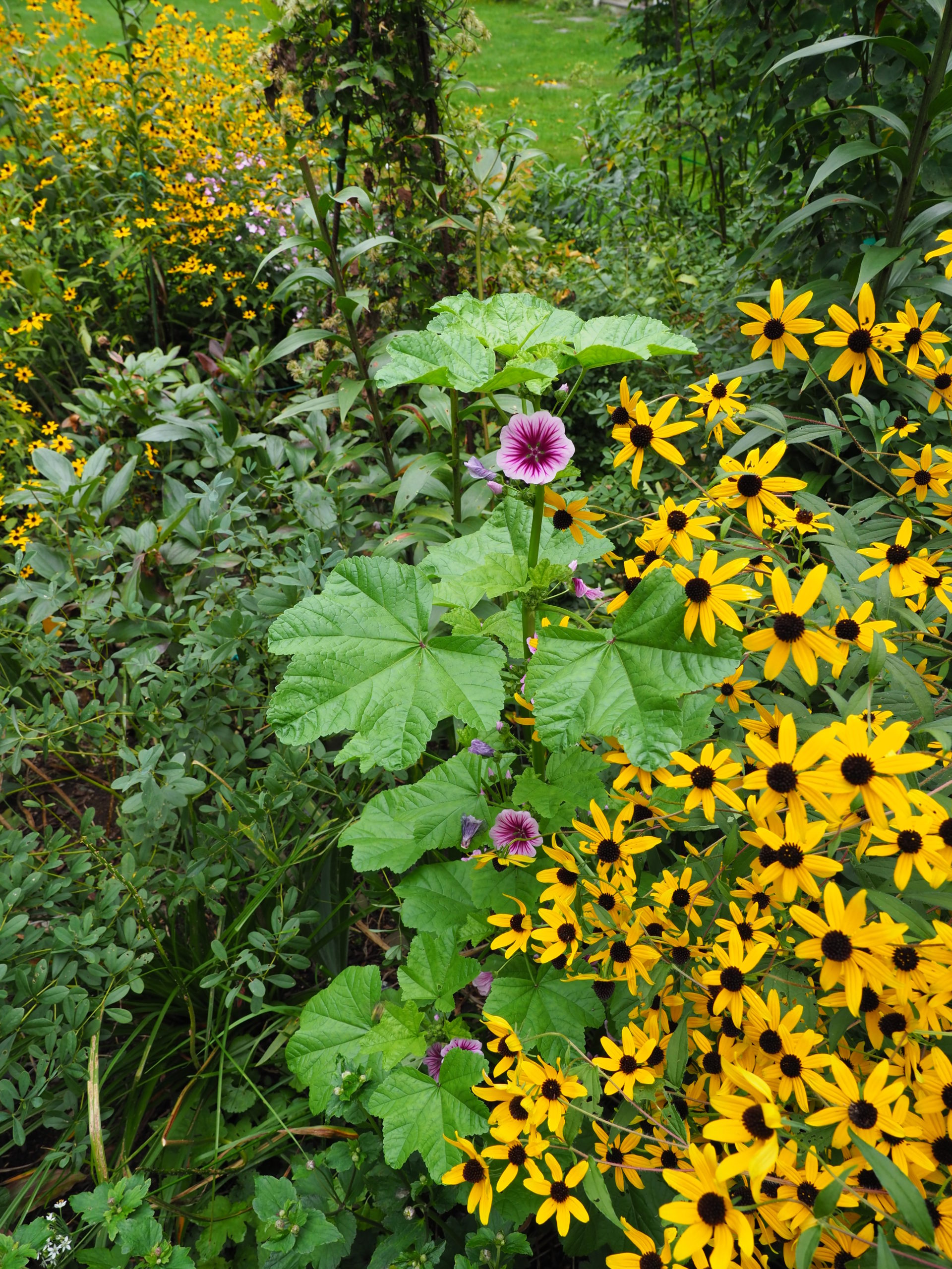 Often growing as tall as 5 feet, this A. zebrina blooms up the center stem. A single seed from years ago germinated to provide this wonderful plant next to Rudbeckia triloba.