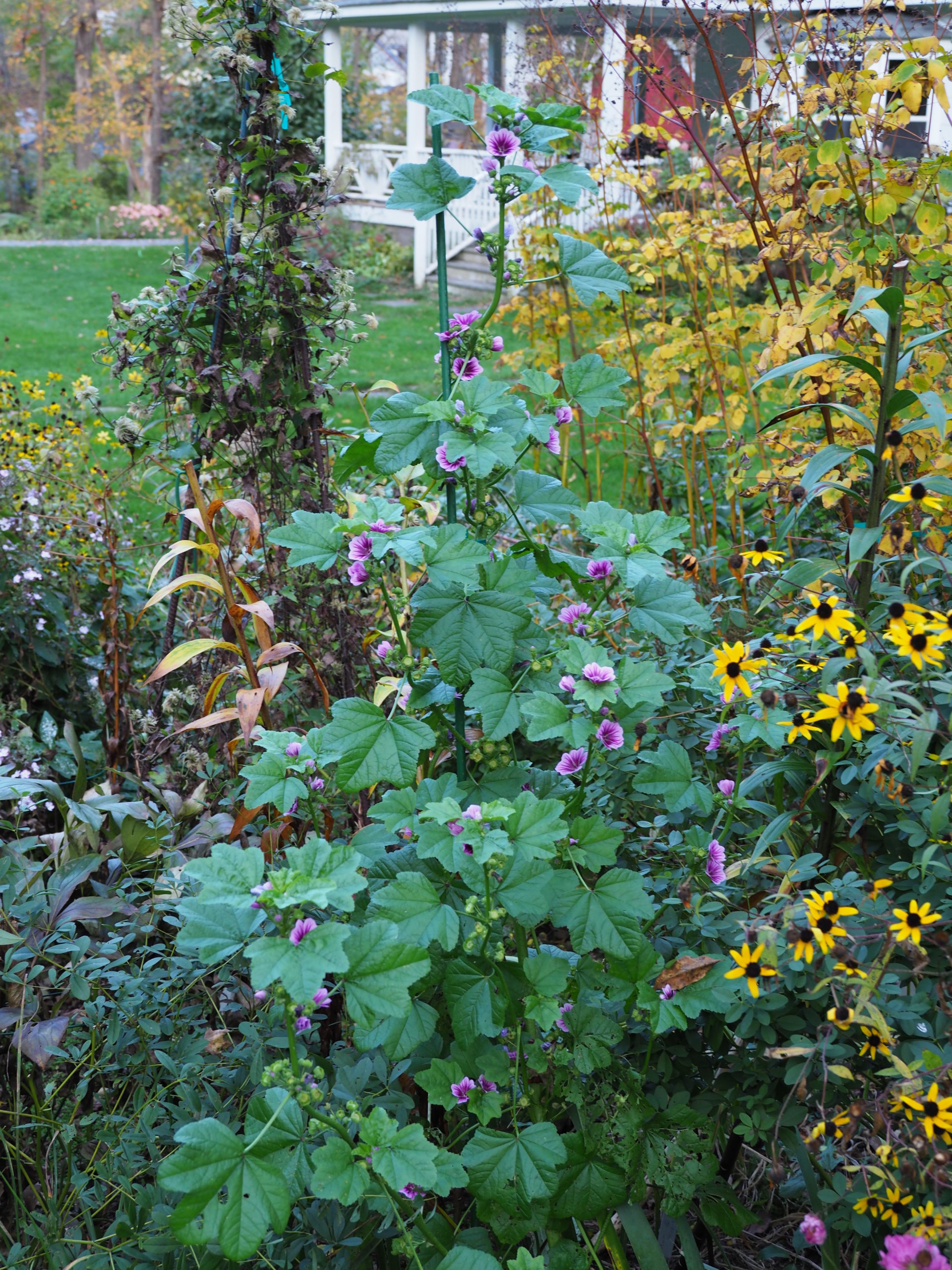 The French Hollyhock got so large it had to be staked, and in this photo it’s pushing over 5 feet tall.