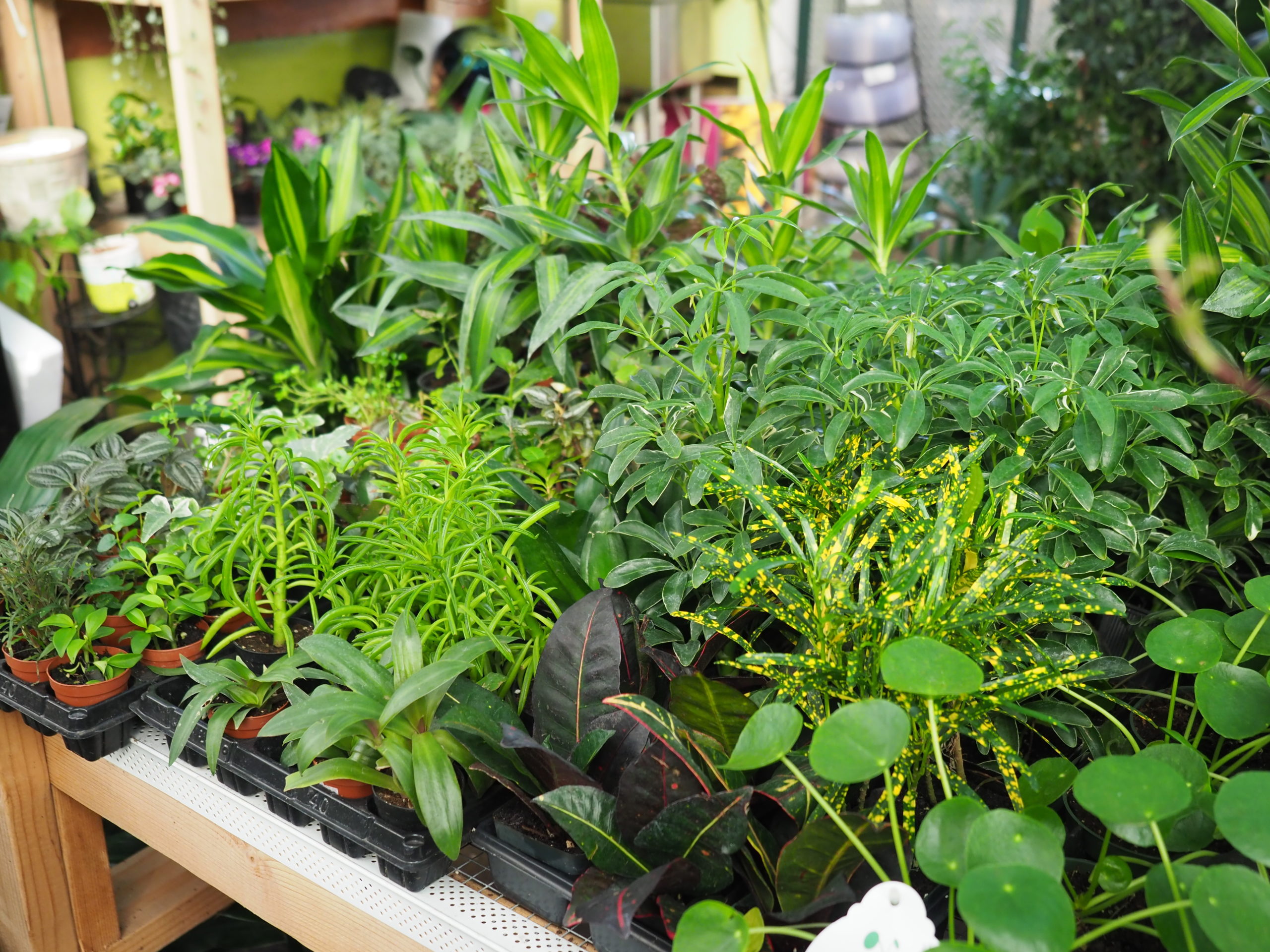 A collection of tropical plants in 2-to-3-inch pots can be a great holiday gift that could spark a budding gardener. Teach them well. ANDREW MESSINGER