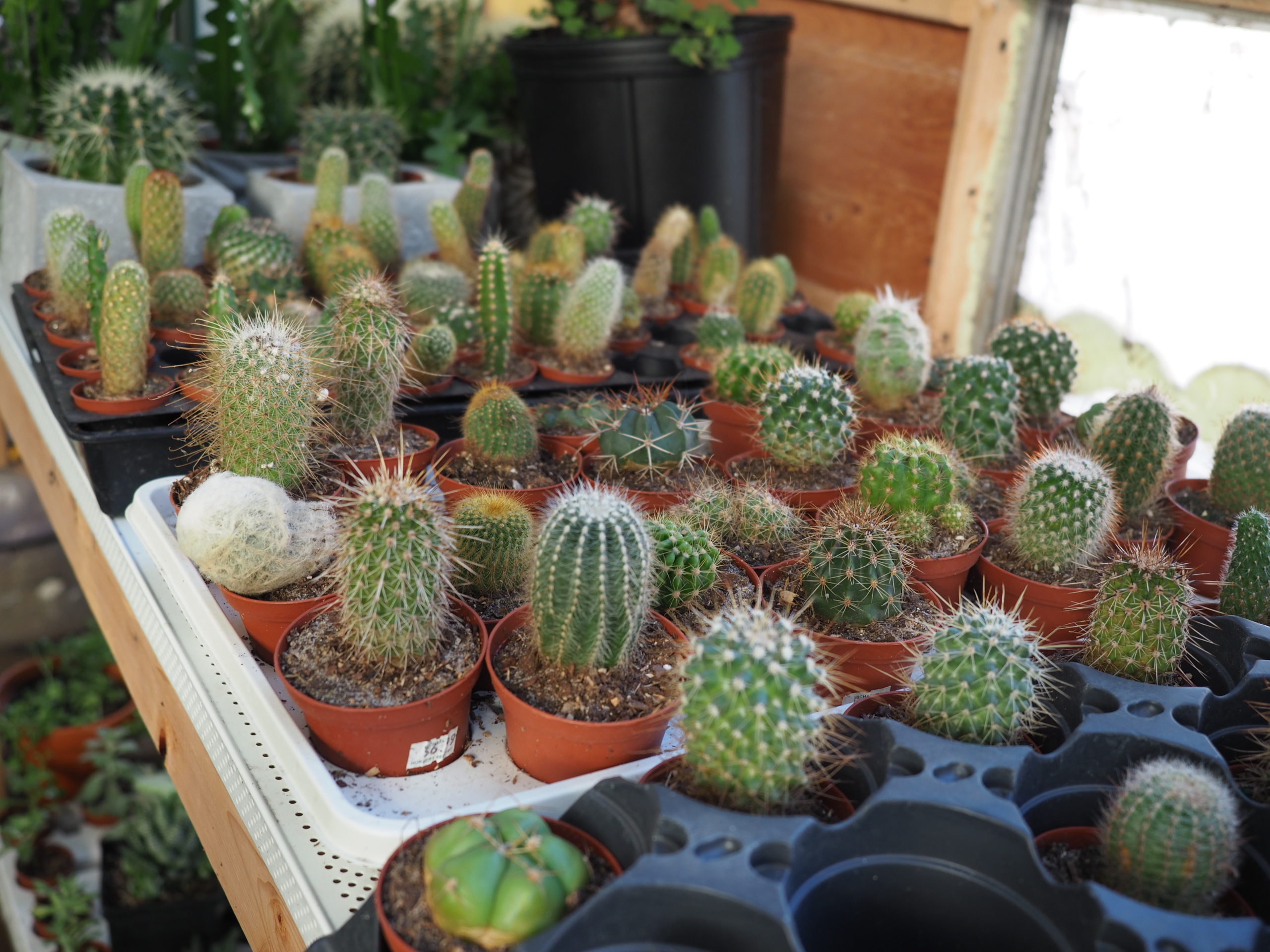 For older kids, a collection of cacti in small pots can be a great gift. Instruct them that they need lots of light, they do flower and the spines can be very painful so care is needed in their handling.