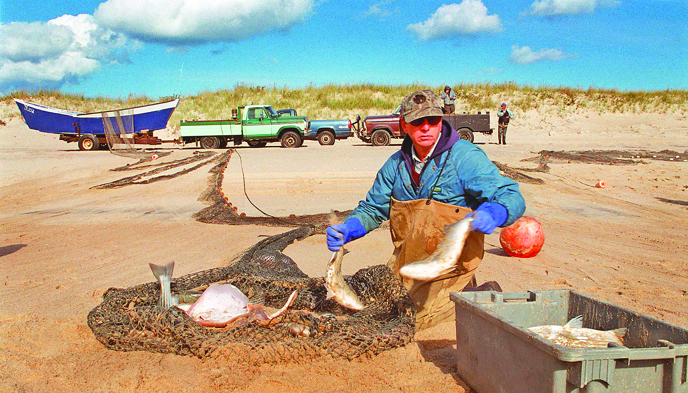 This photograph appeared in Newsday in 1992. It shows Jens Lester of Springs removing striped bass from his haul-seine net to a holding tank, where they could be tagged by DEC agents.