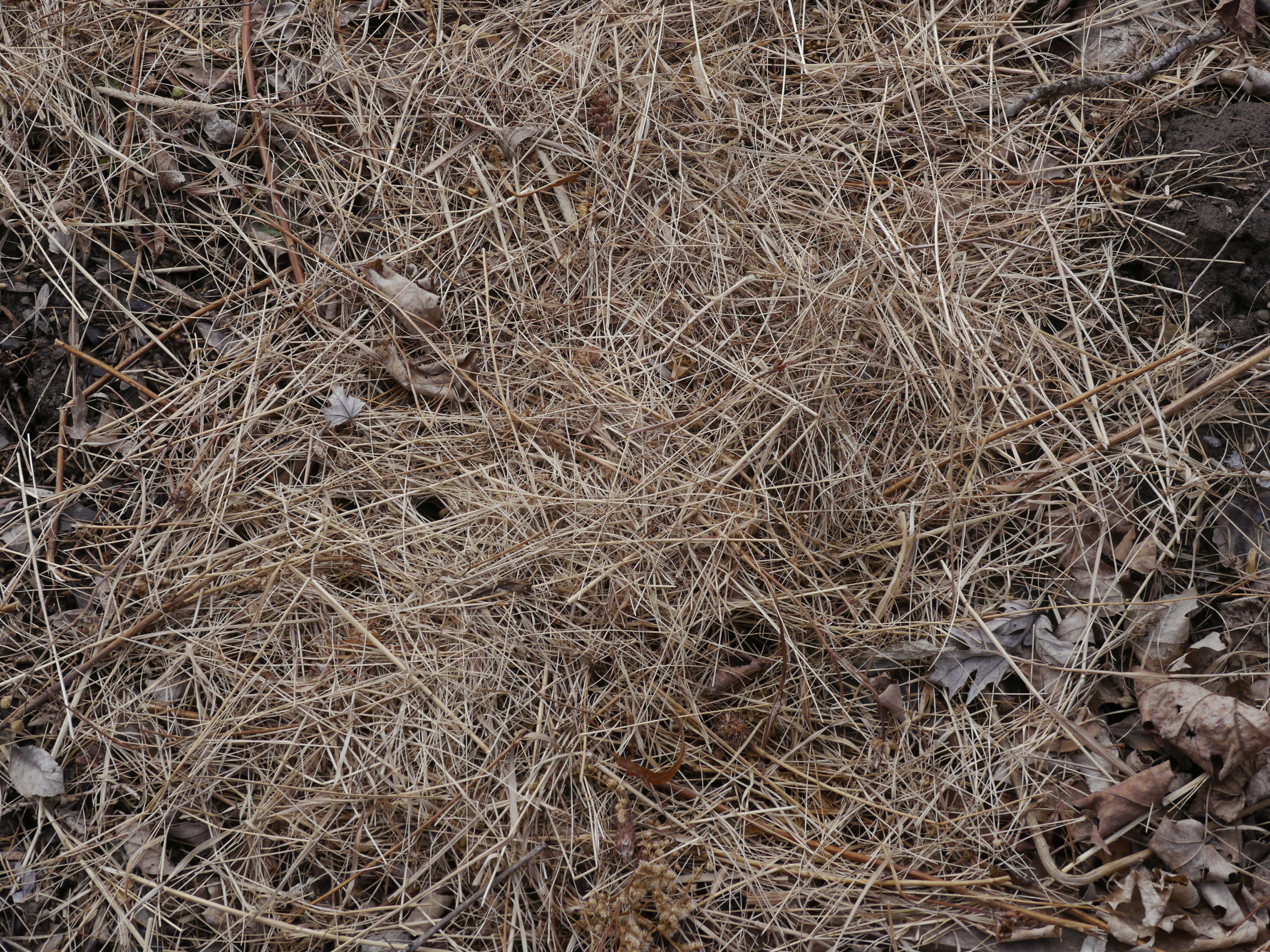 A light application of salt hay in January will protect the digitalis and primulas from wind and off and on freezing soil. But if mulched too heavily, the plant crowns can rot.