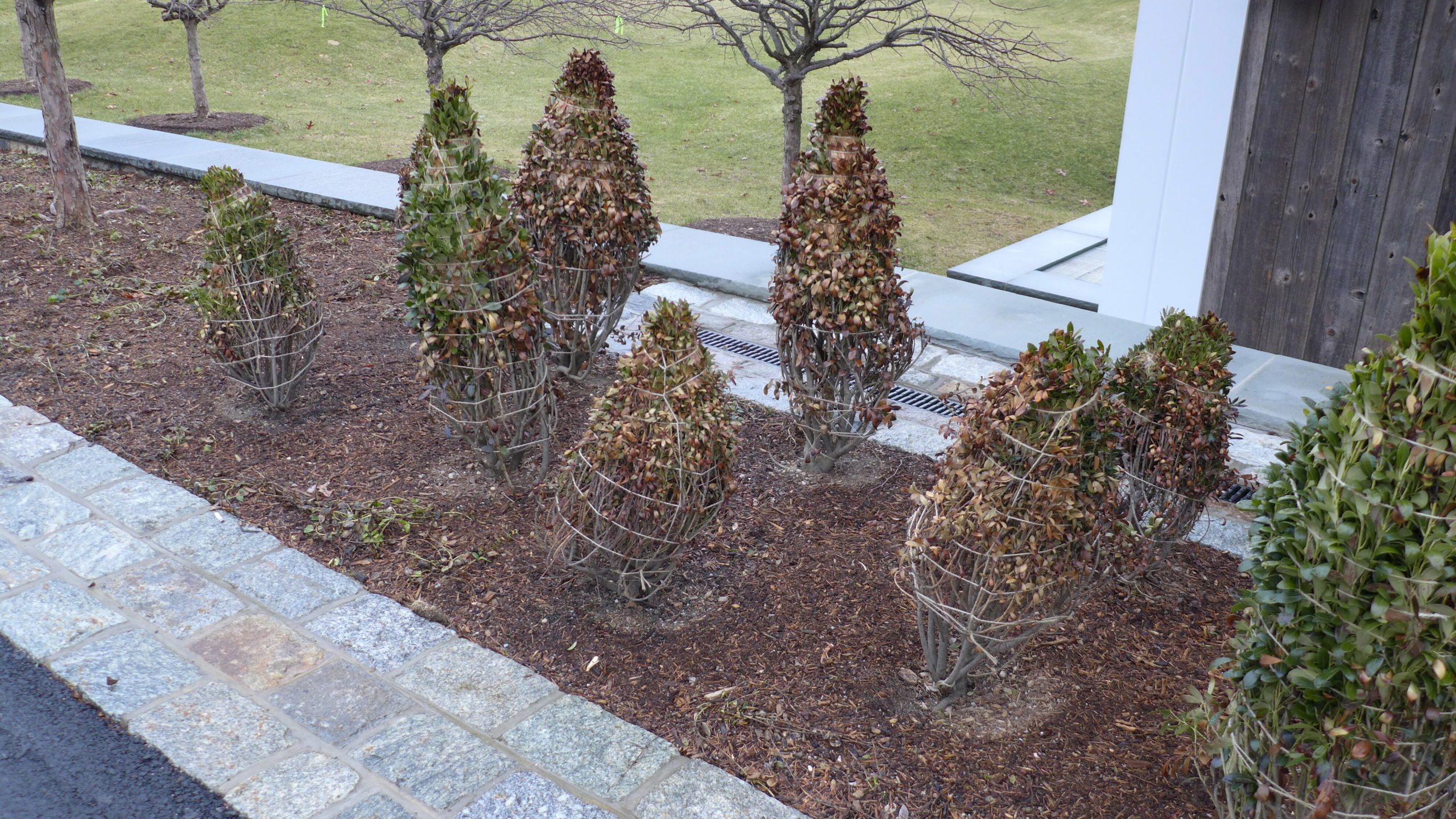 These fall-planted shrubs were tied to protect them from winter desiccation as they are semi-evergreen. Most of these plants died though, because while the shoot system was bundled, the soil totally dried out and the roots were killed.