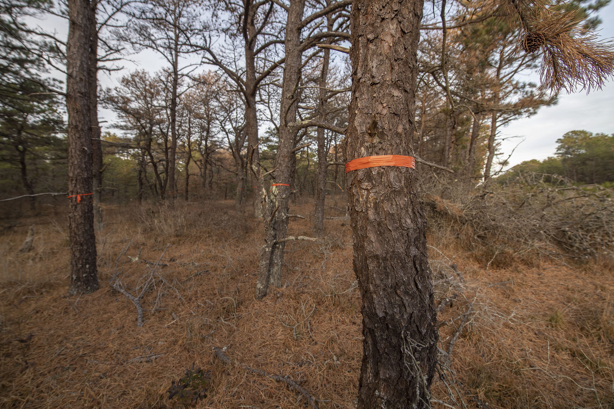 Southern pine beetles, and their telltale bubbles of sap oozing from tree bark, have been found in hundreds of trees in Napeague State Park.