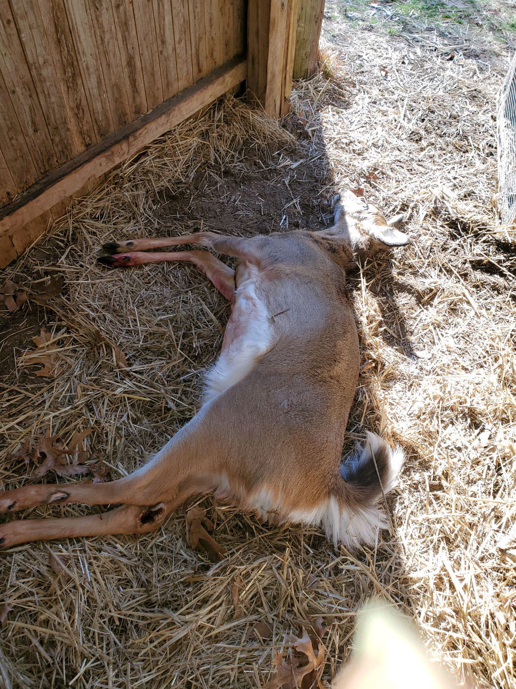 The fatally wounded deer.   COURTESY GINNIE FRATI