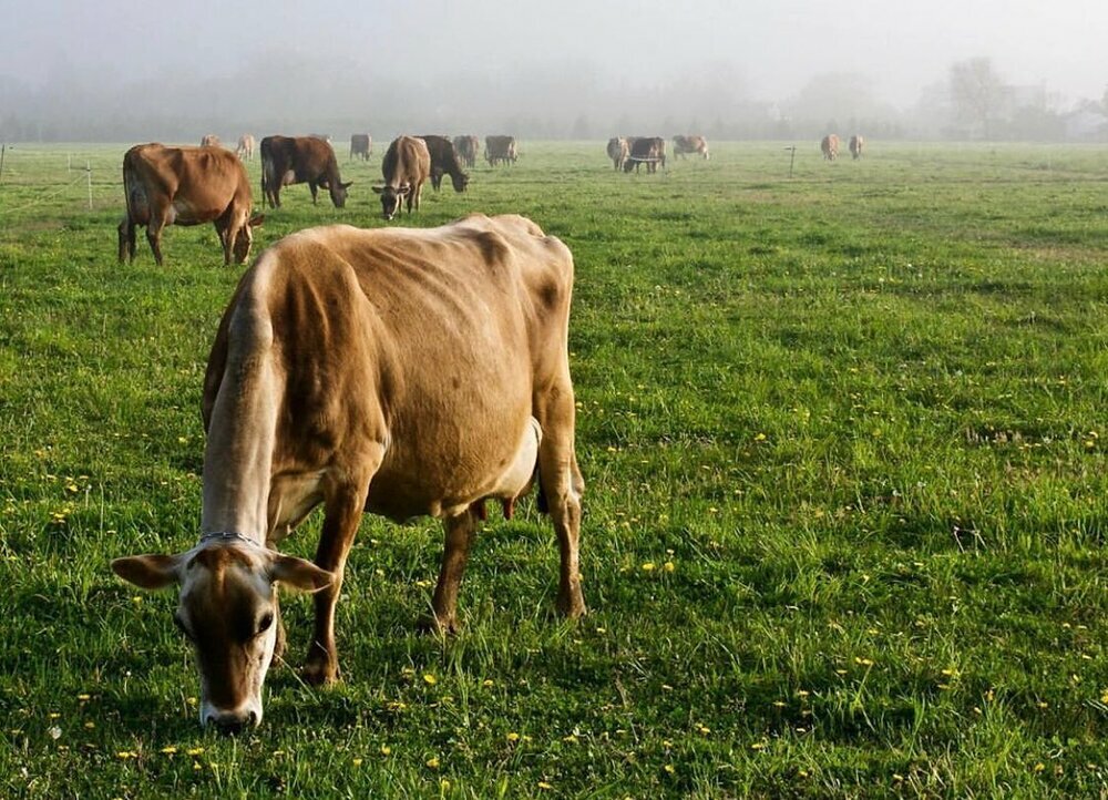 Cows that are regularly rotated between fresh pastures eating grasses, clover and leaves burp less methane and help sequester CO2 from the atmosphere.