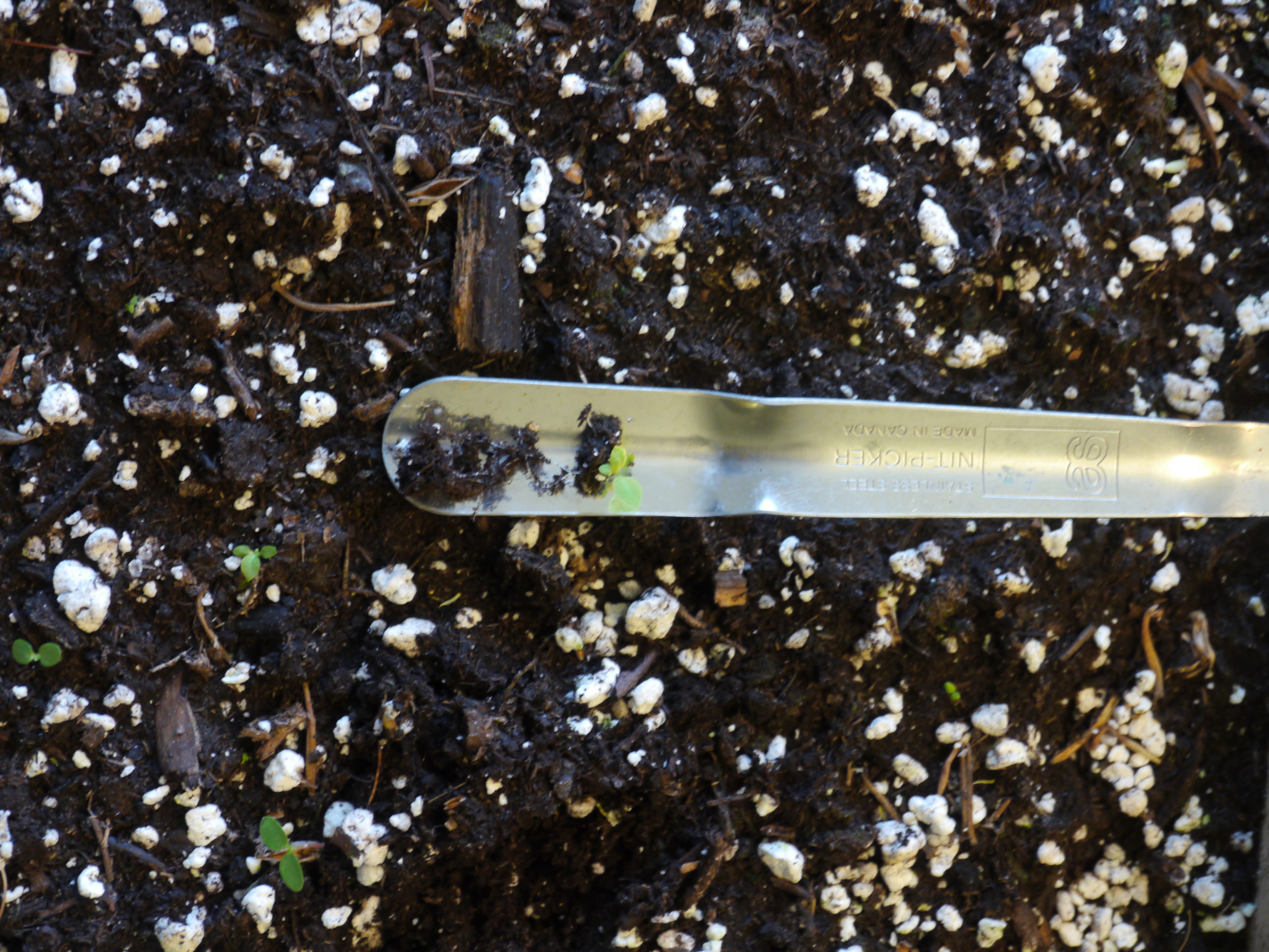 A widger, or nitpicker, used to tease a primula seedling from a seed flat. This small seedling will move into a small cell for growing and, later, be planted in the garden.