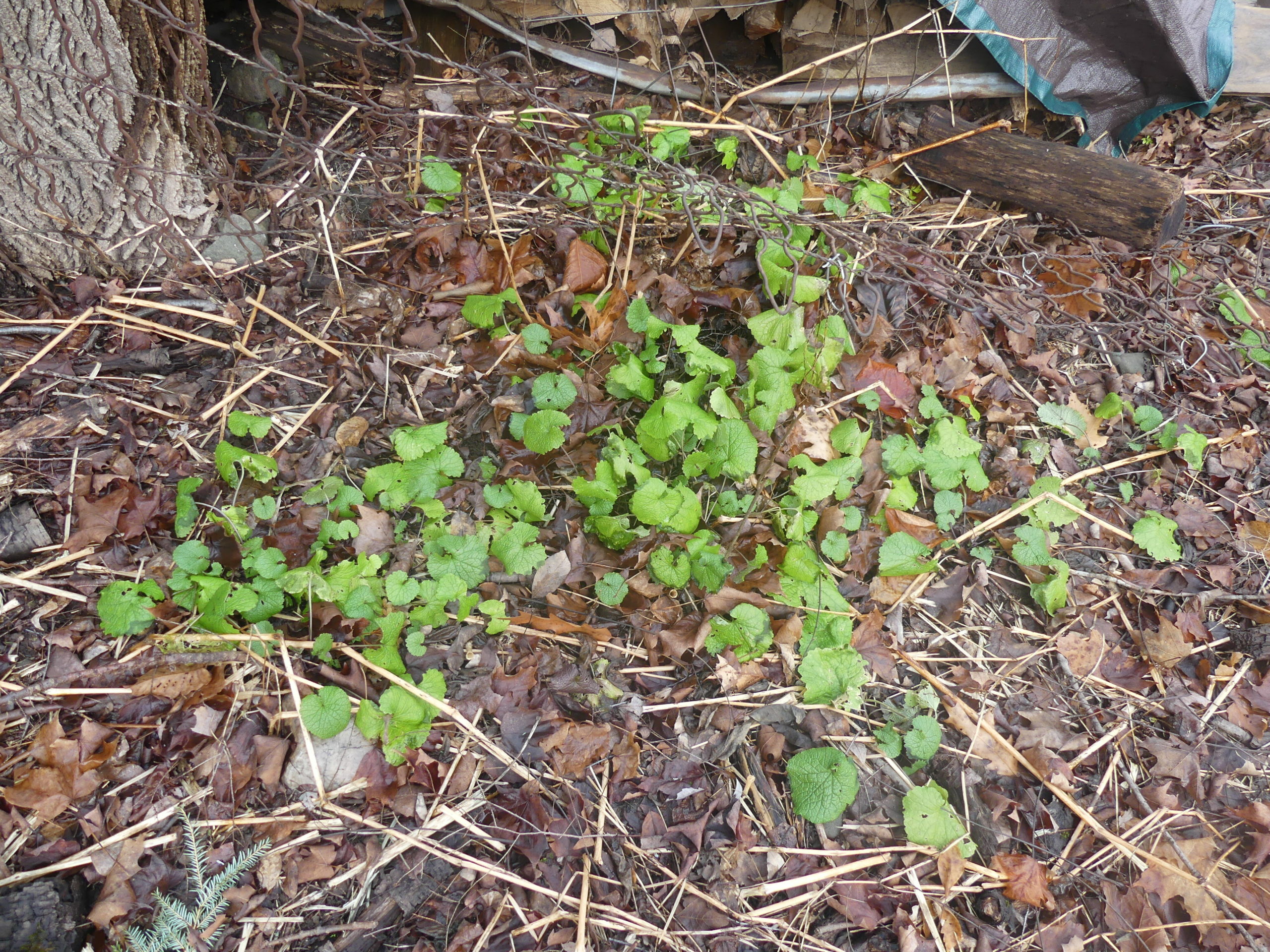 Garlic mustard tries to invade along a property line and, if left, will flower in the spring with each plant shooting out hundreds of seeds.
