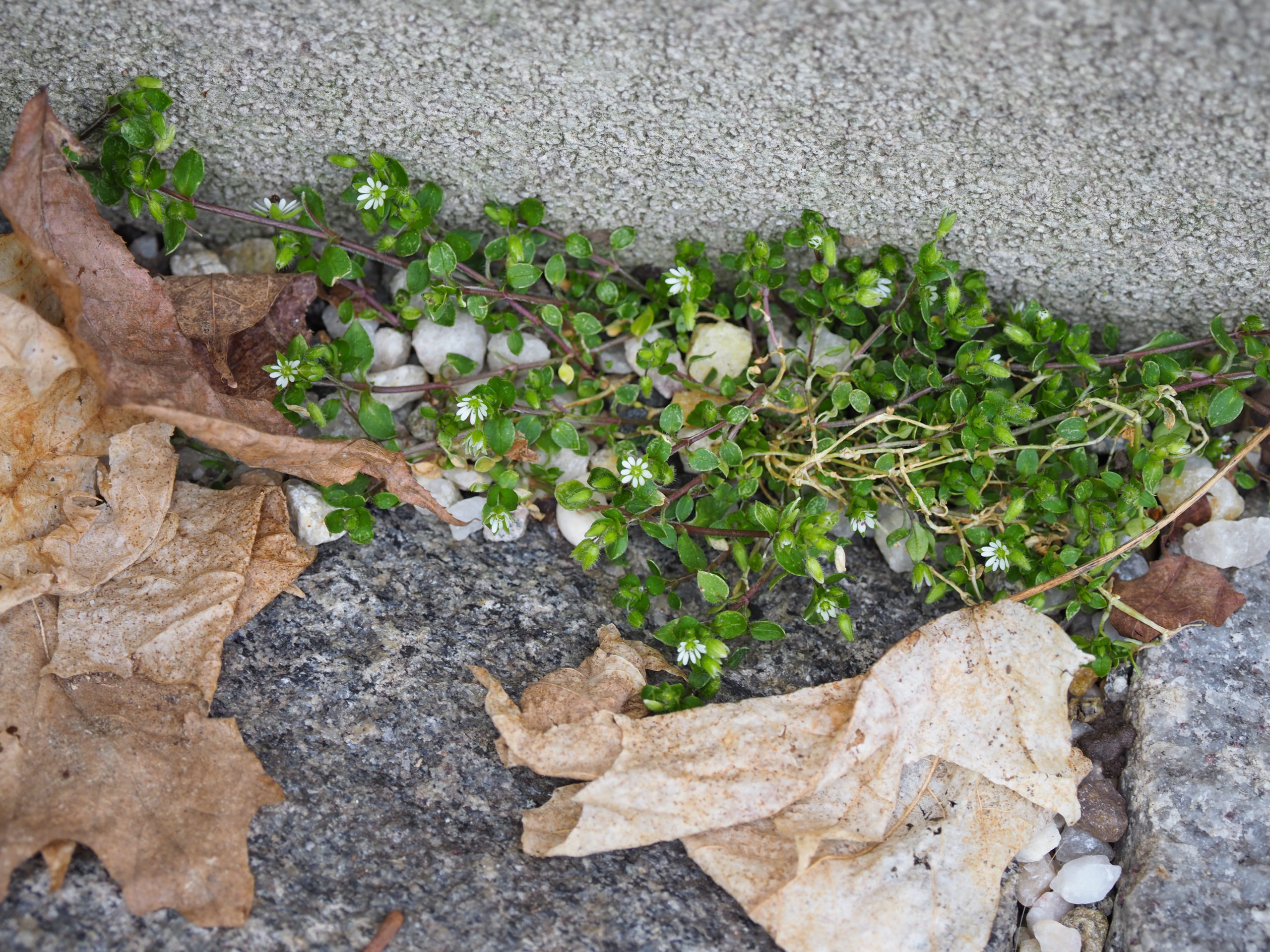 Chickweed can flower under the snow, set seed and begin growing in a few as five weeks.