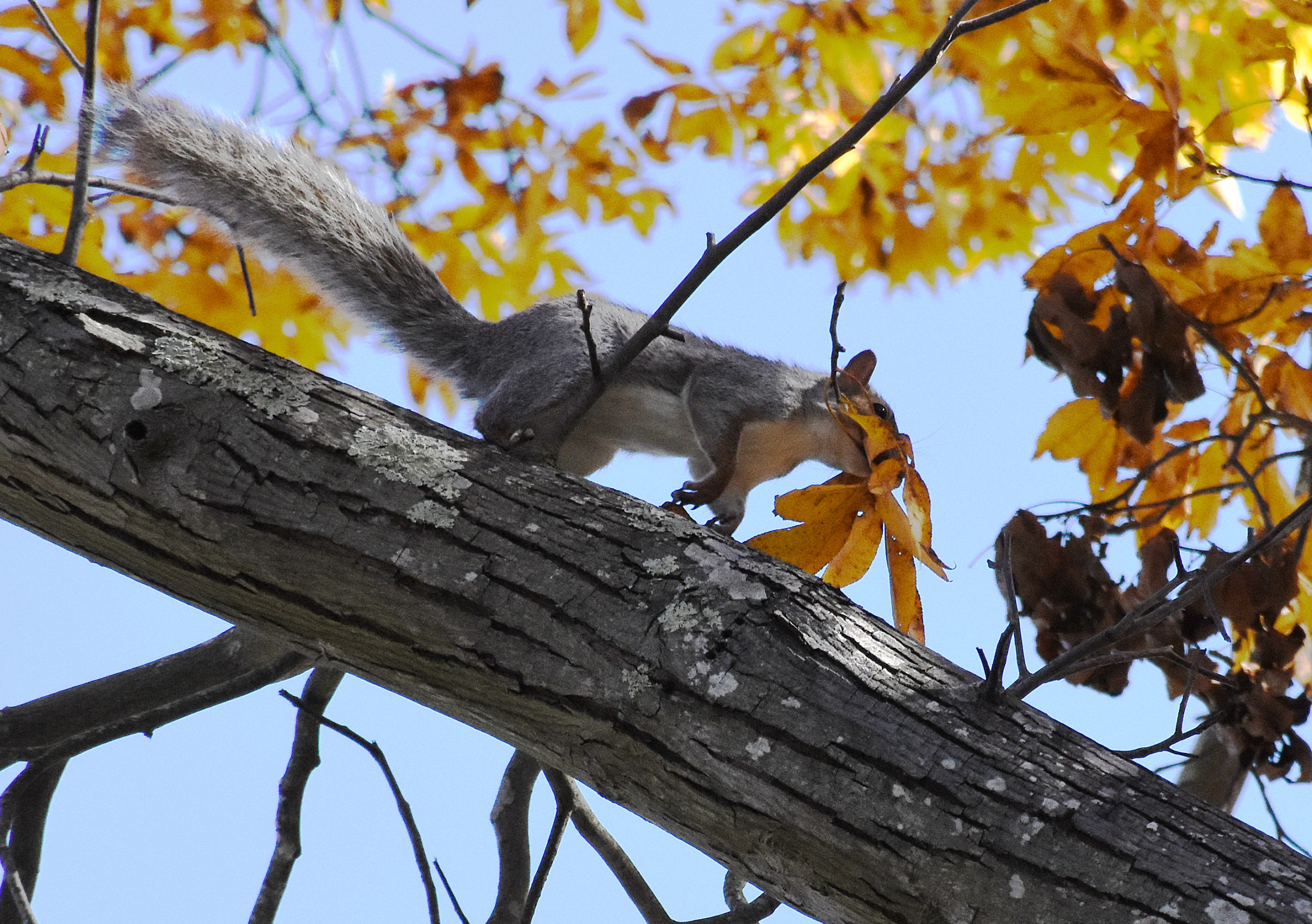 A squirrel making a nest.