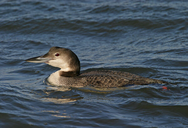 A common loon. SOFO STAFF